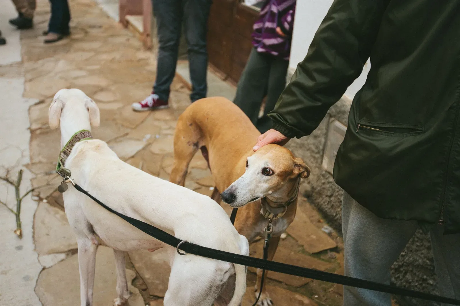 Rampur Greyhound 6