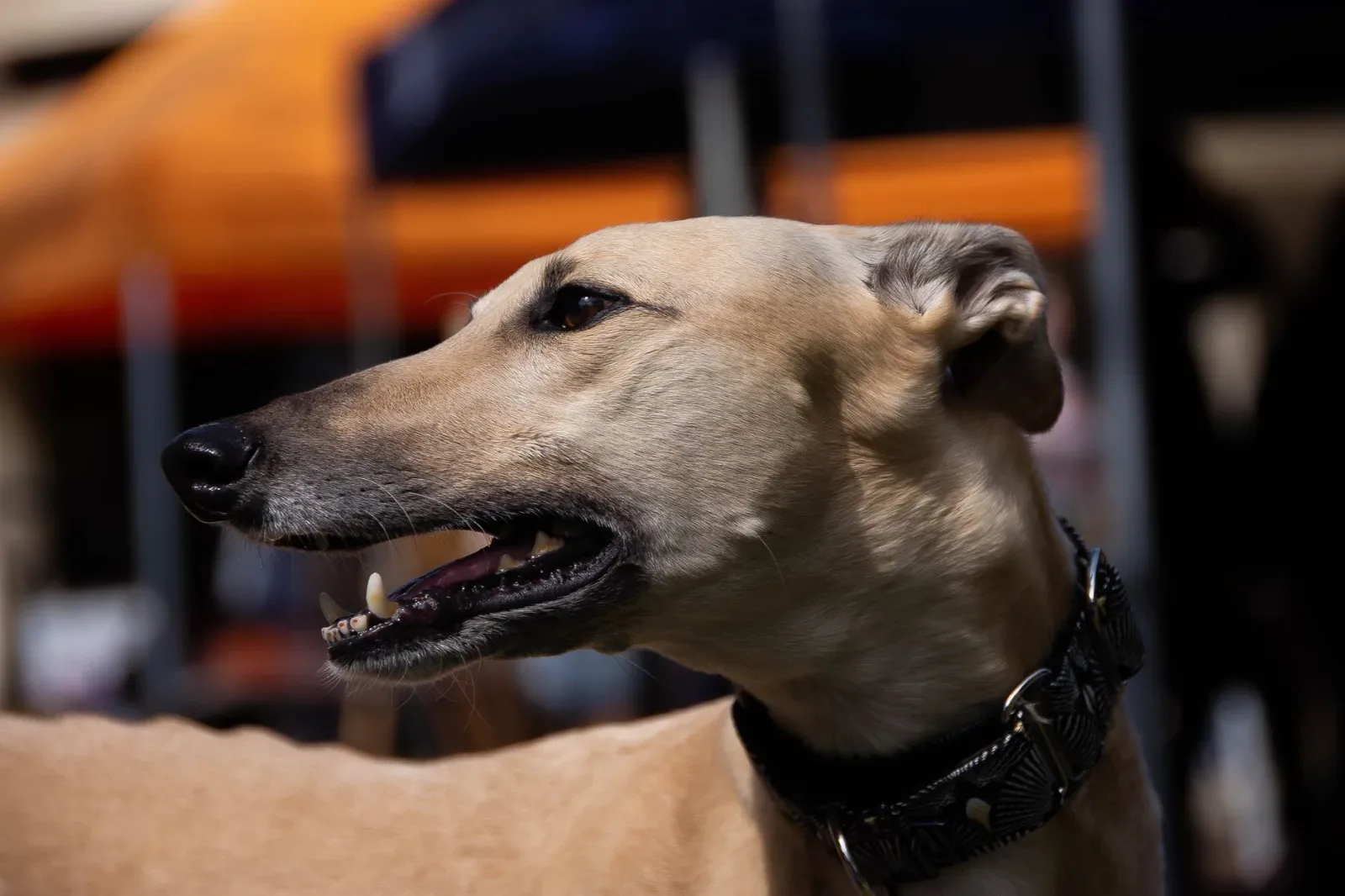 Rampur Greyhound 7