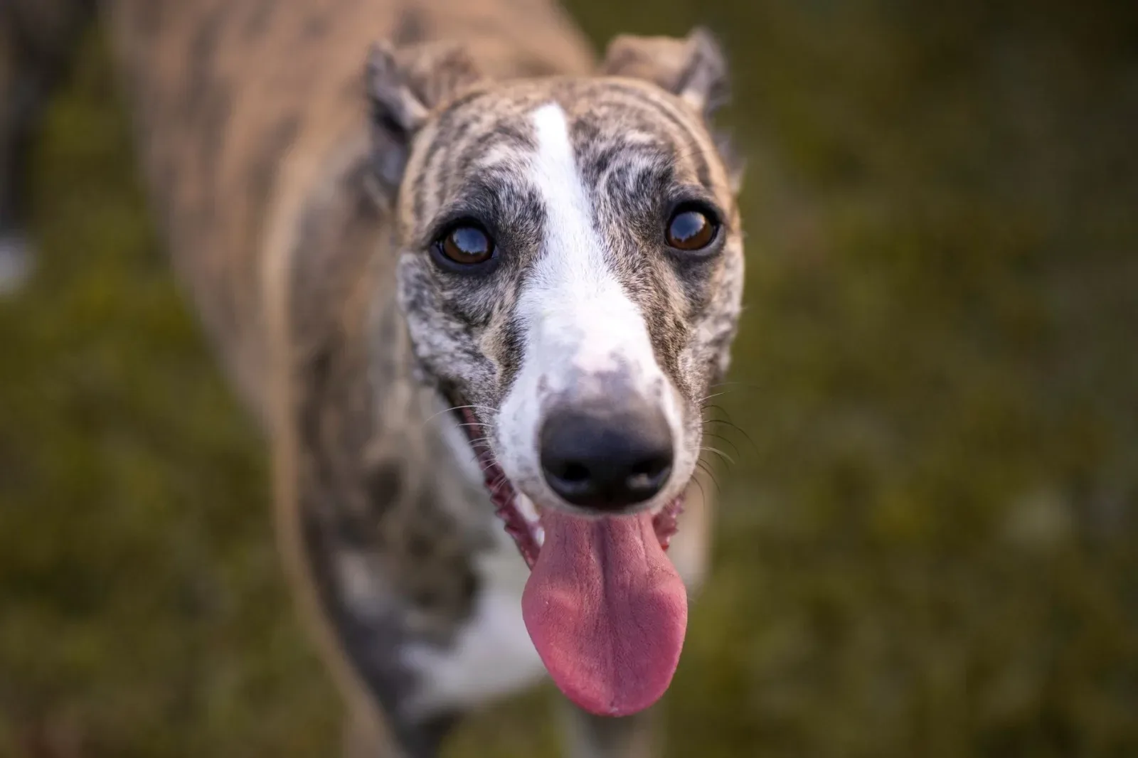 Rampur Greyhound 8