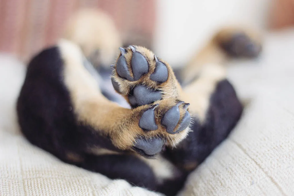 Rottweiler 1