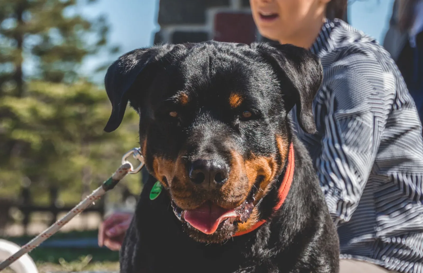 Rottweiler 10