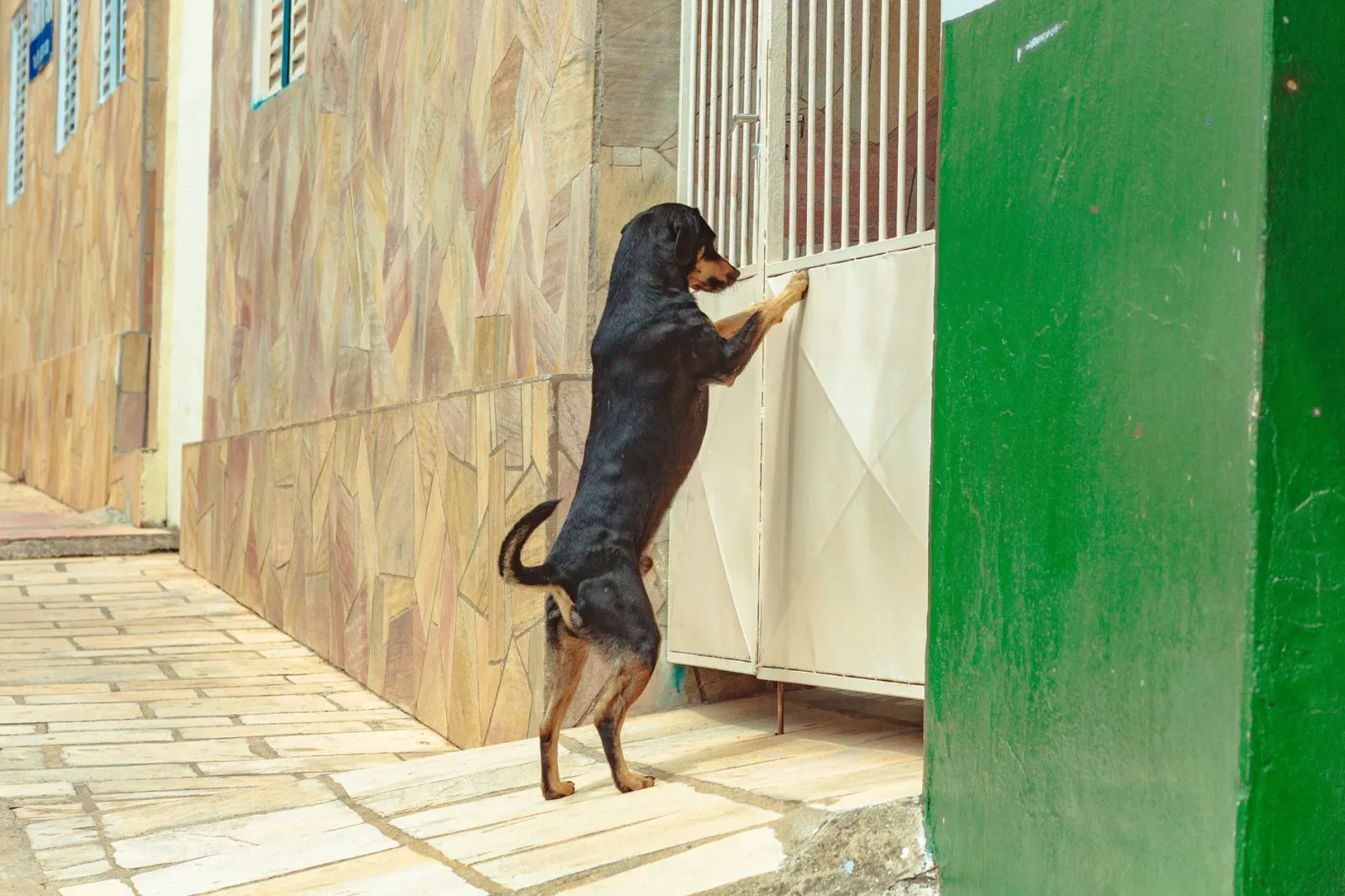 Rottweiler 2