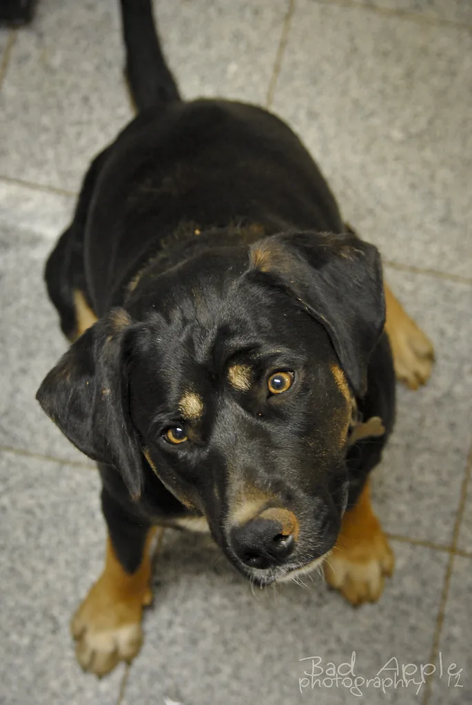 Rottweiler 3