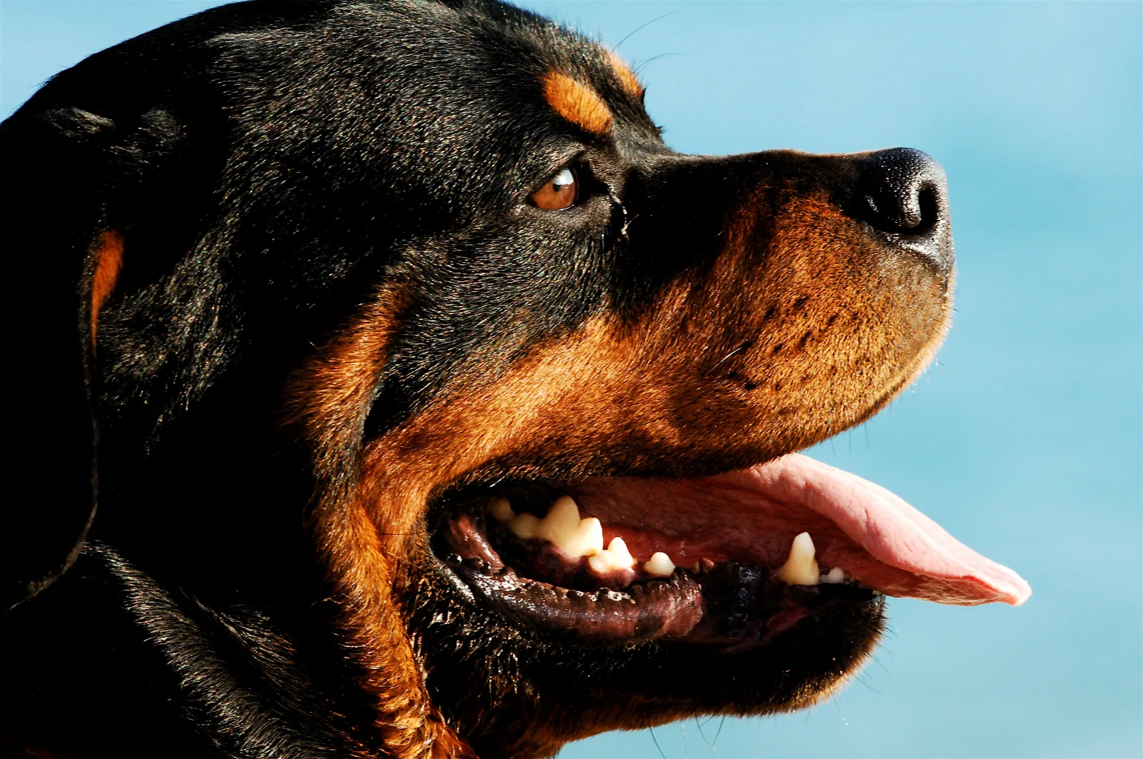 Rottweiler 4