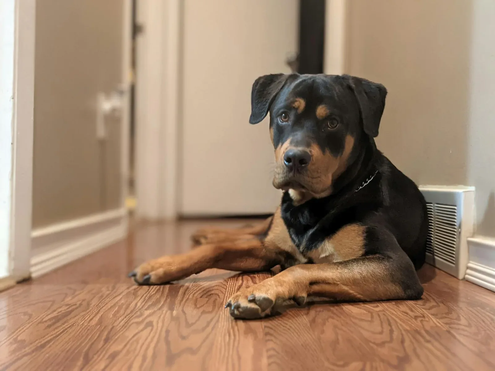 Rottweiler 5