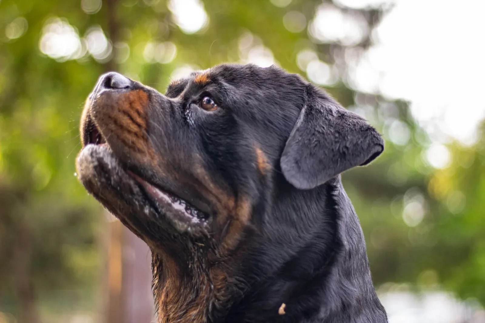 Rottweiler 6