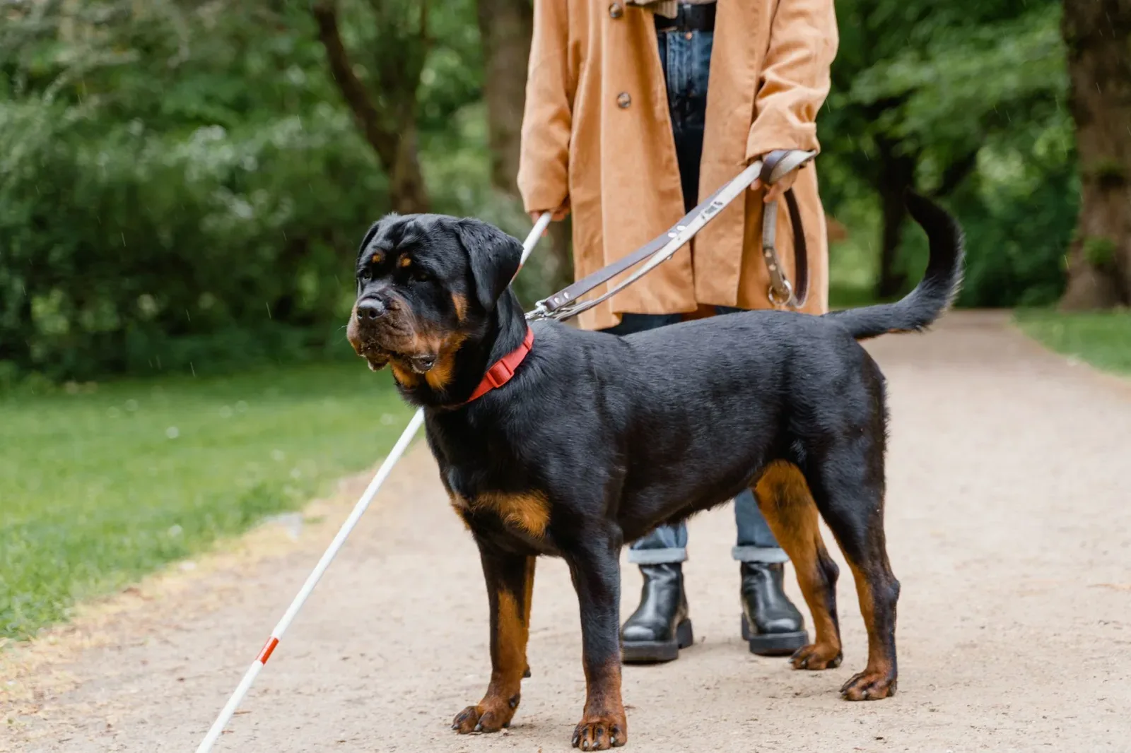 Rottweiler 8