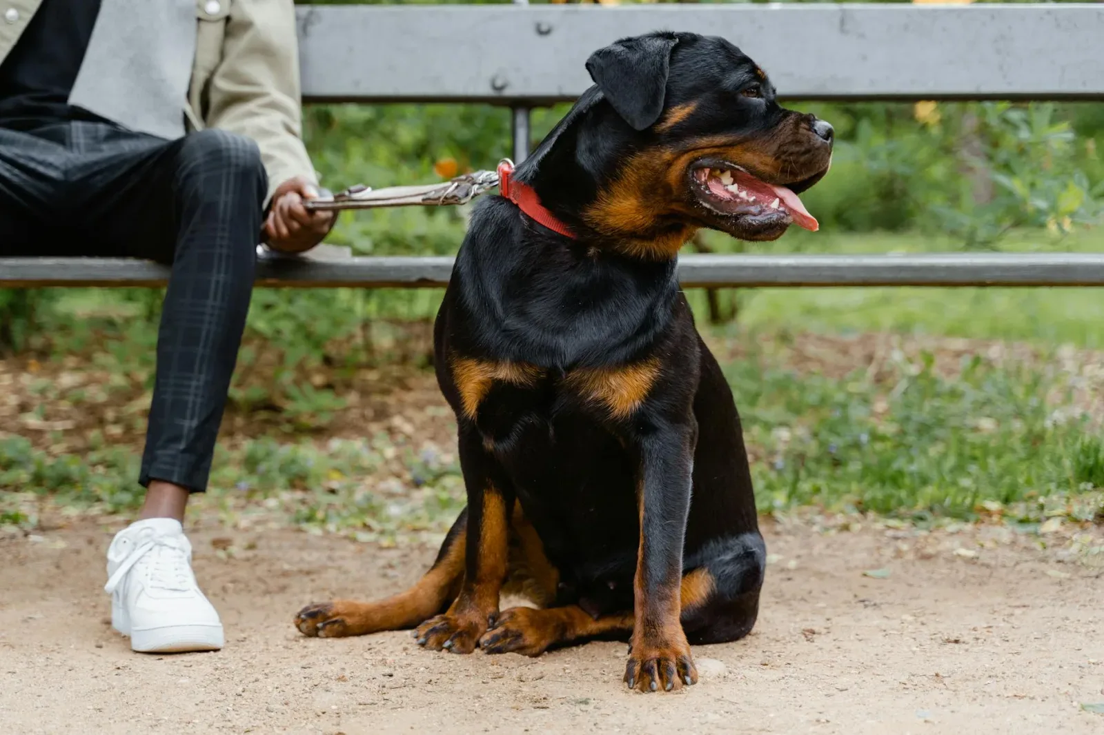 Rottweiler 9
