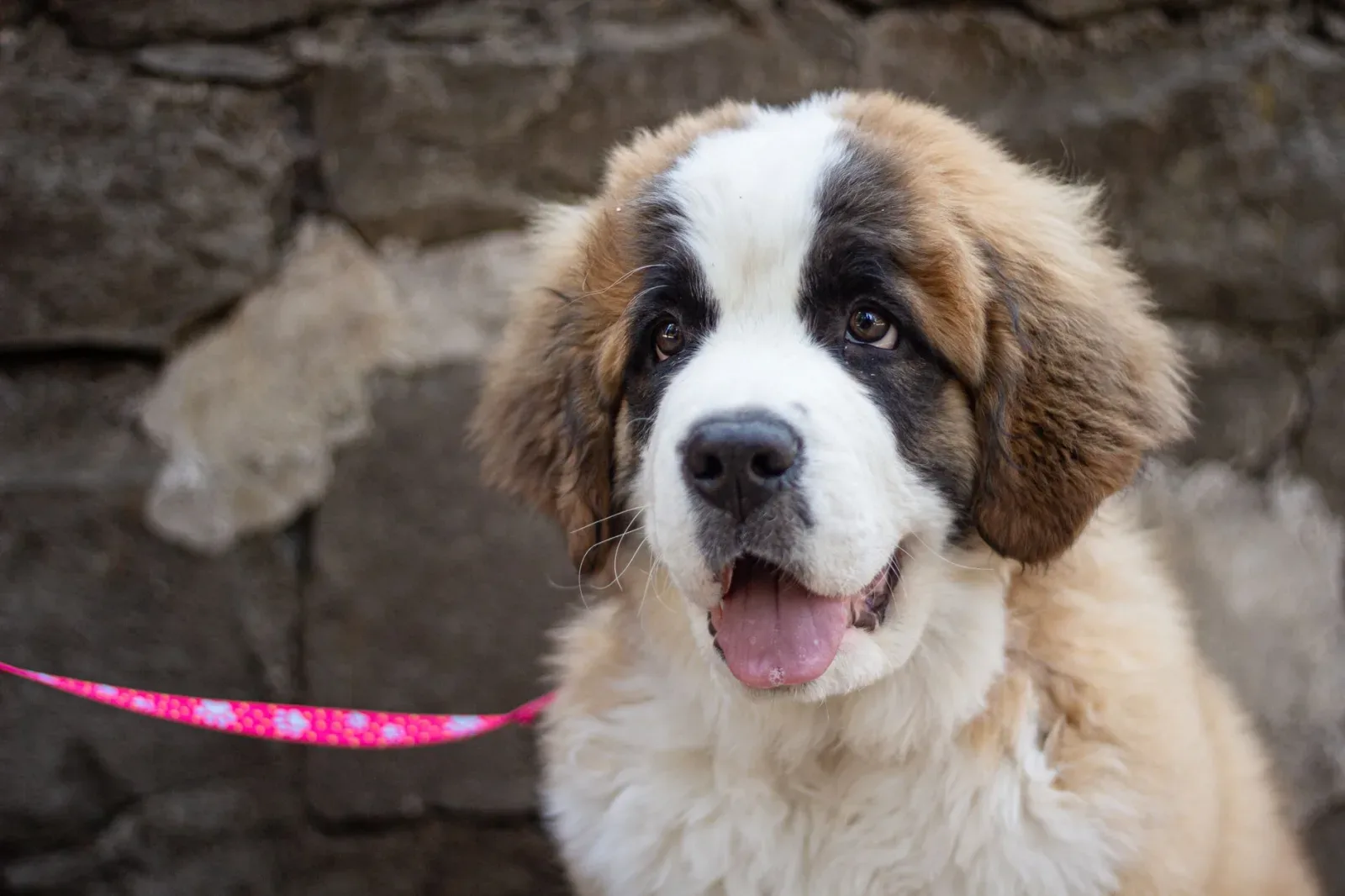 Saint Bernard 1