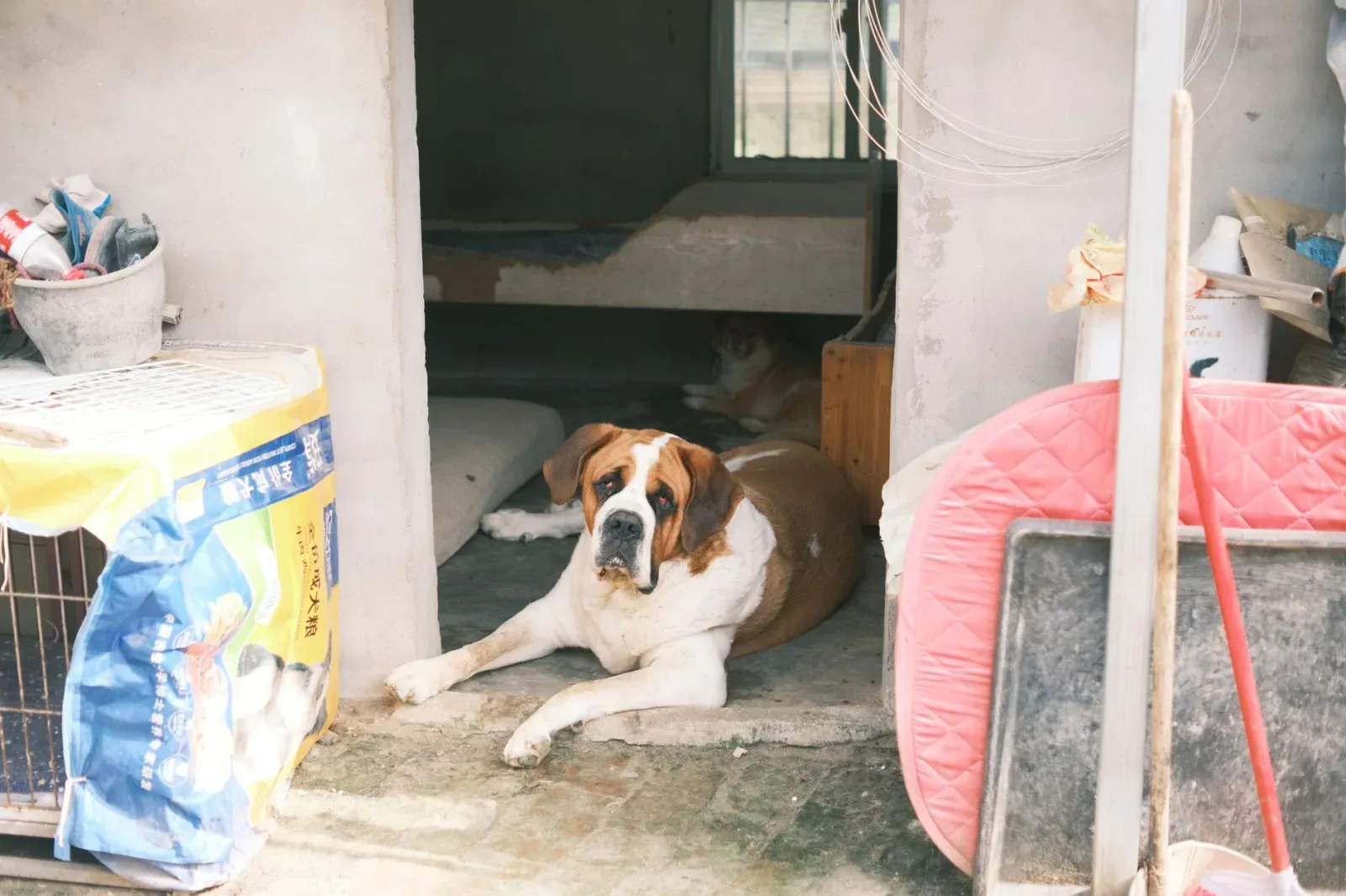 Saint Bernard 2