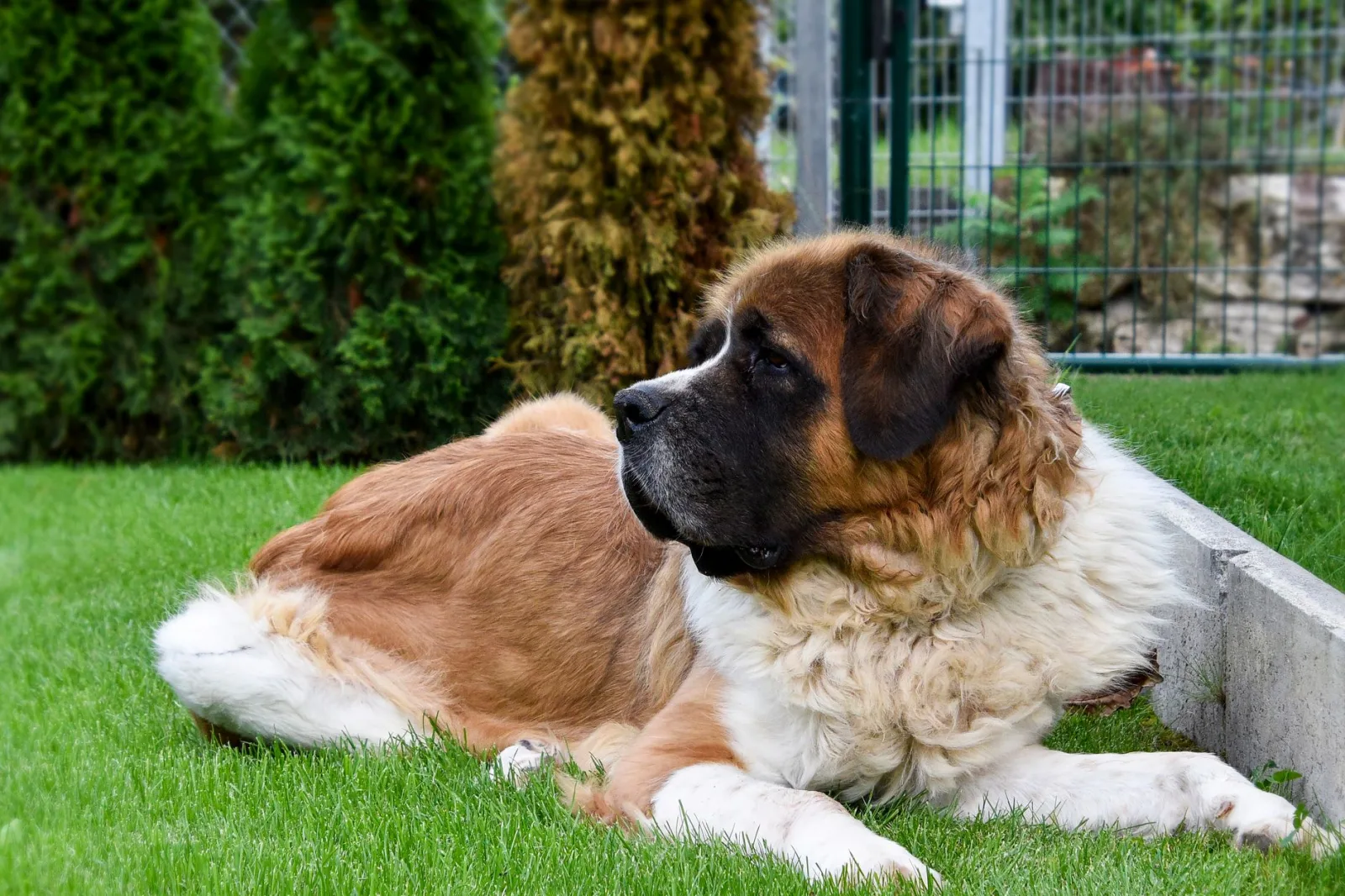 Saint Bernard 4