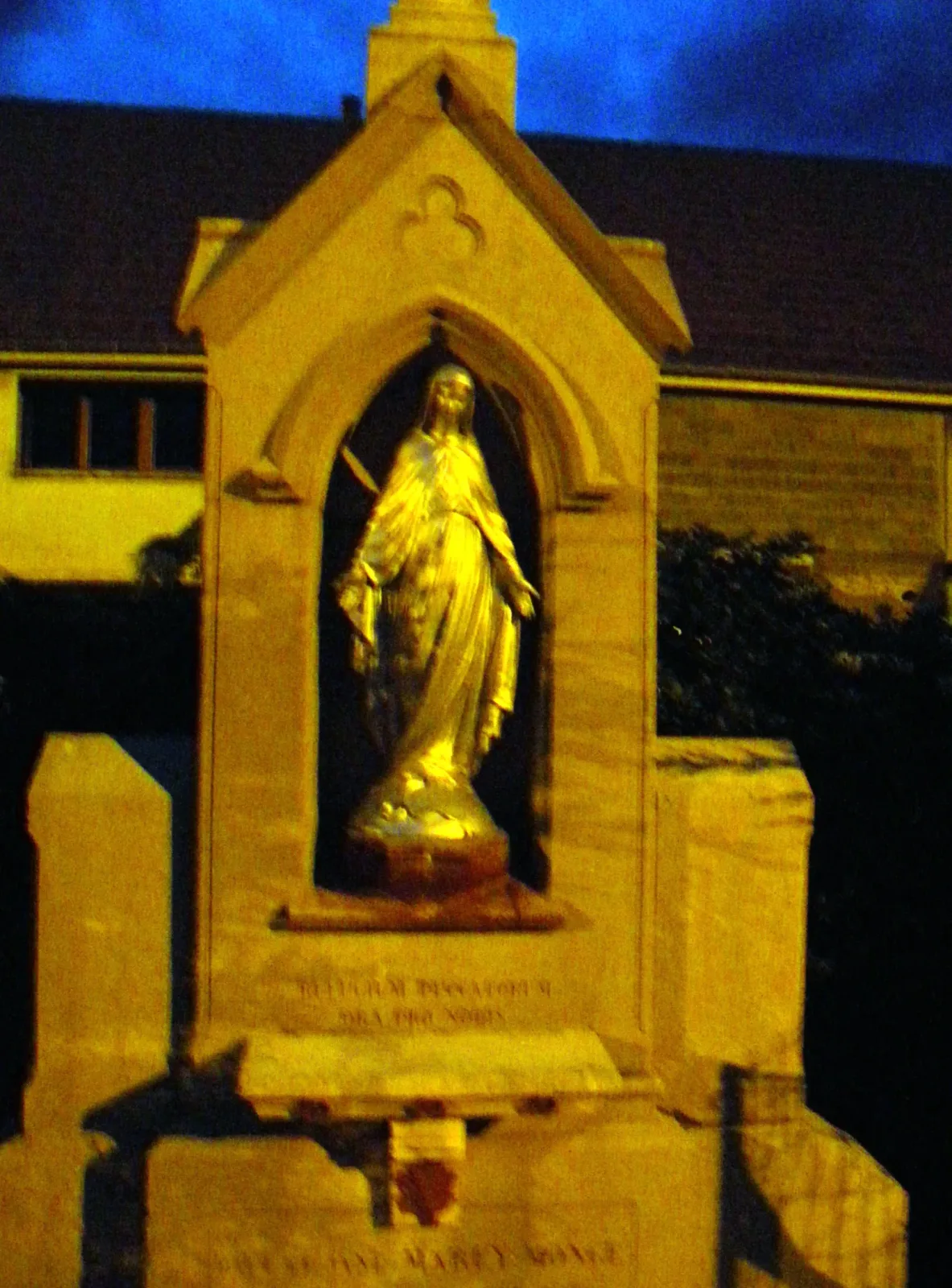Saint Bernard 8