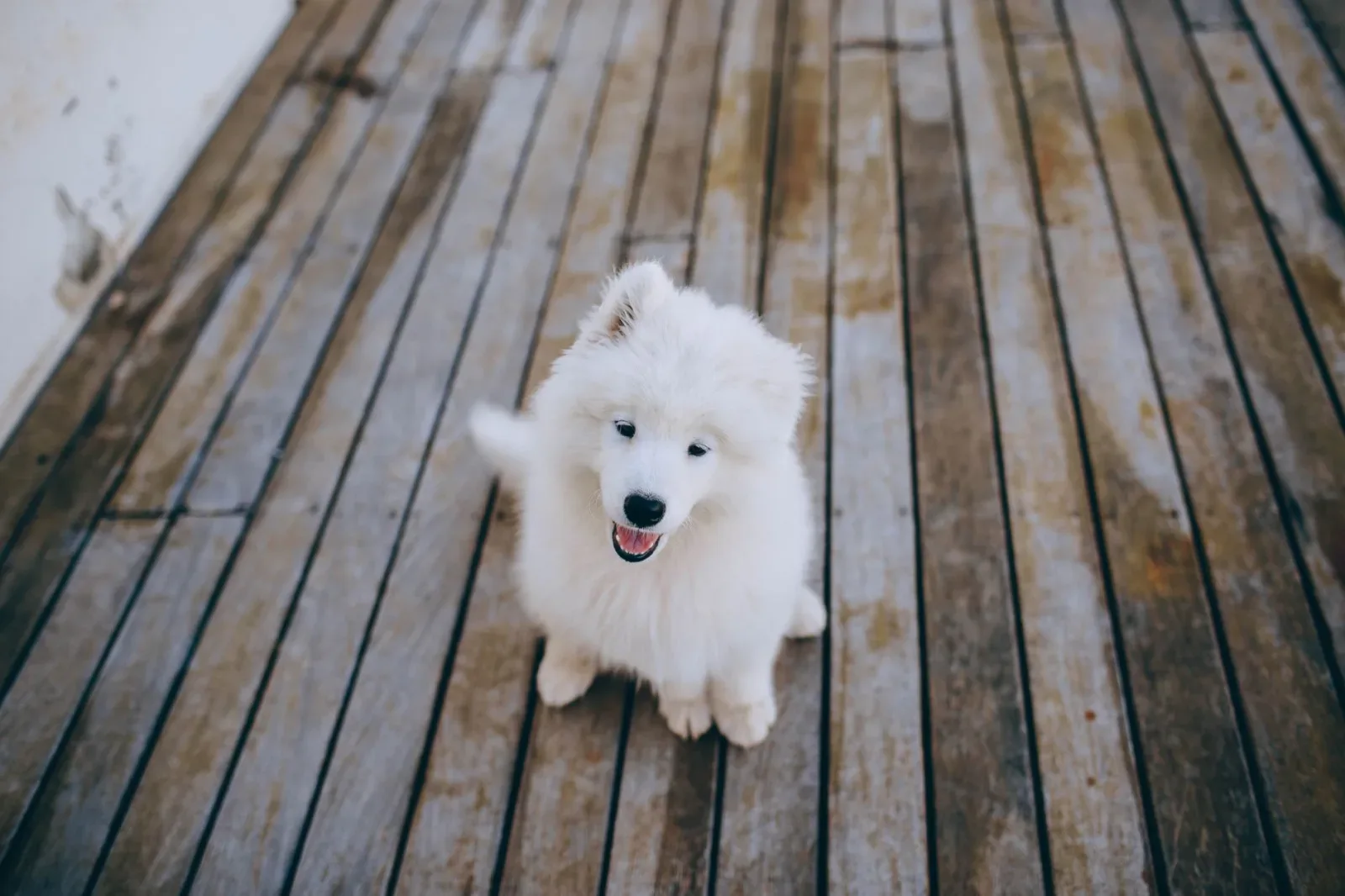Samoyed 1