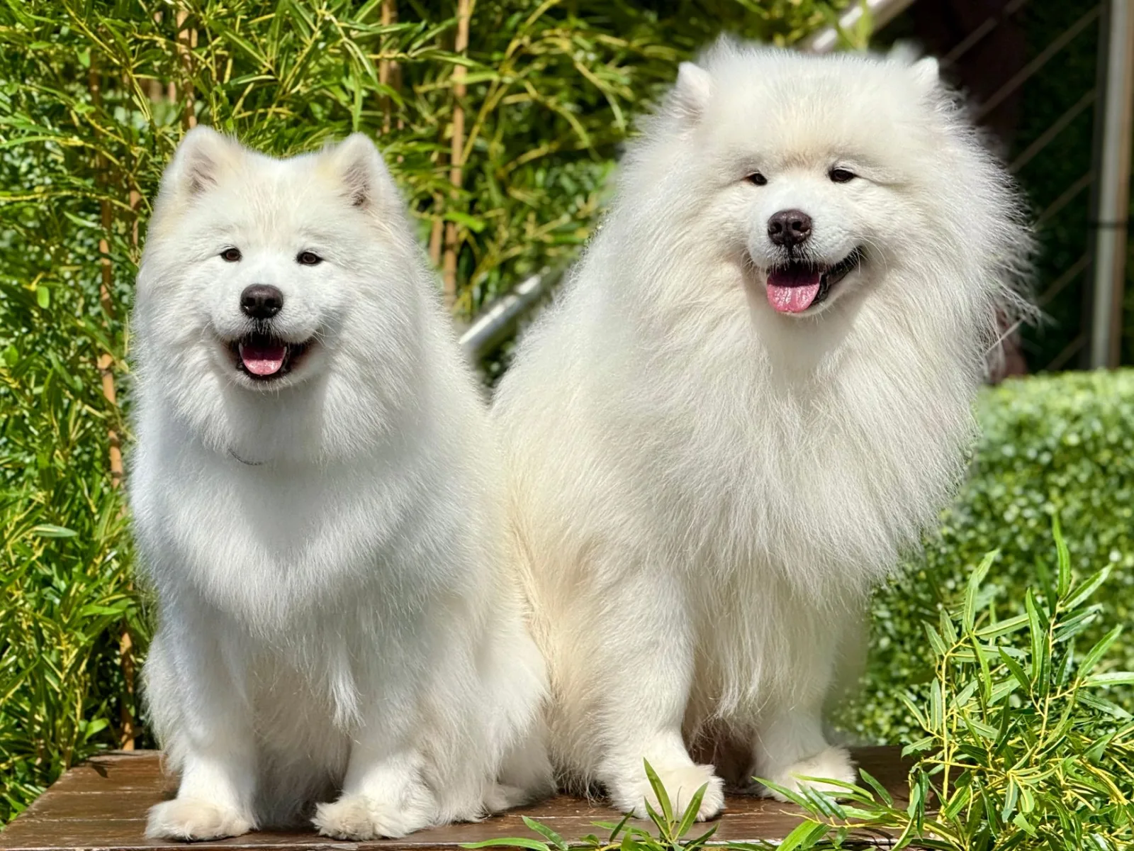Samoyed 2