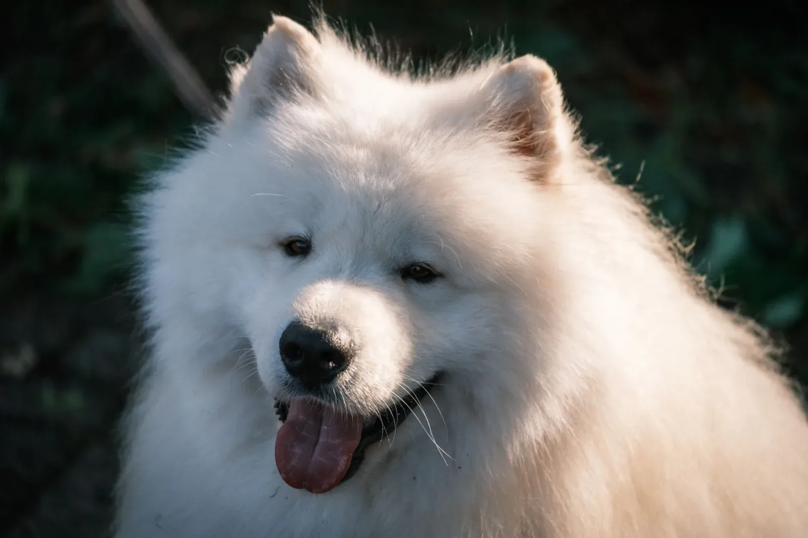 Samoyed 3
