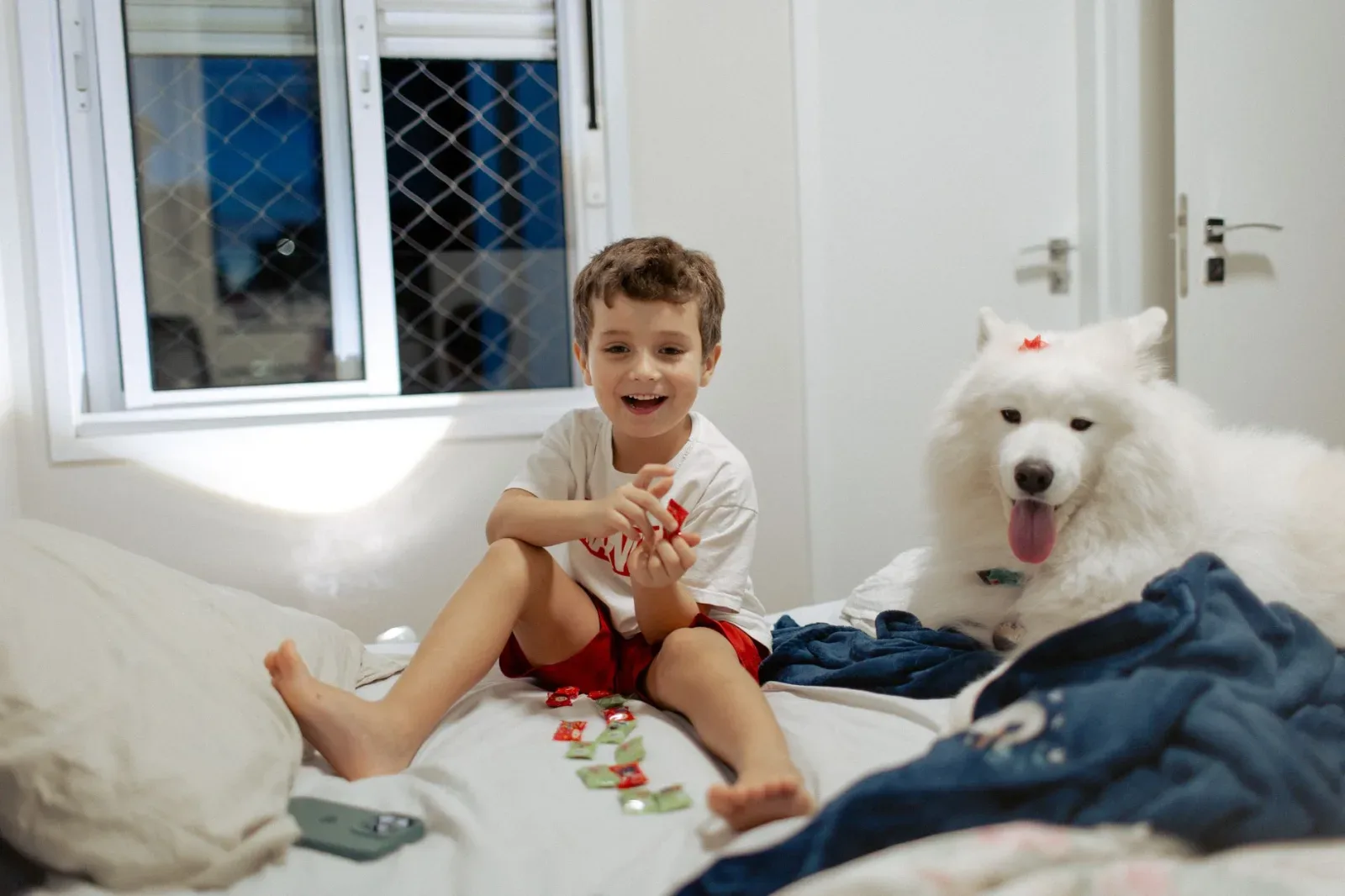 Samoyed 4