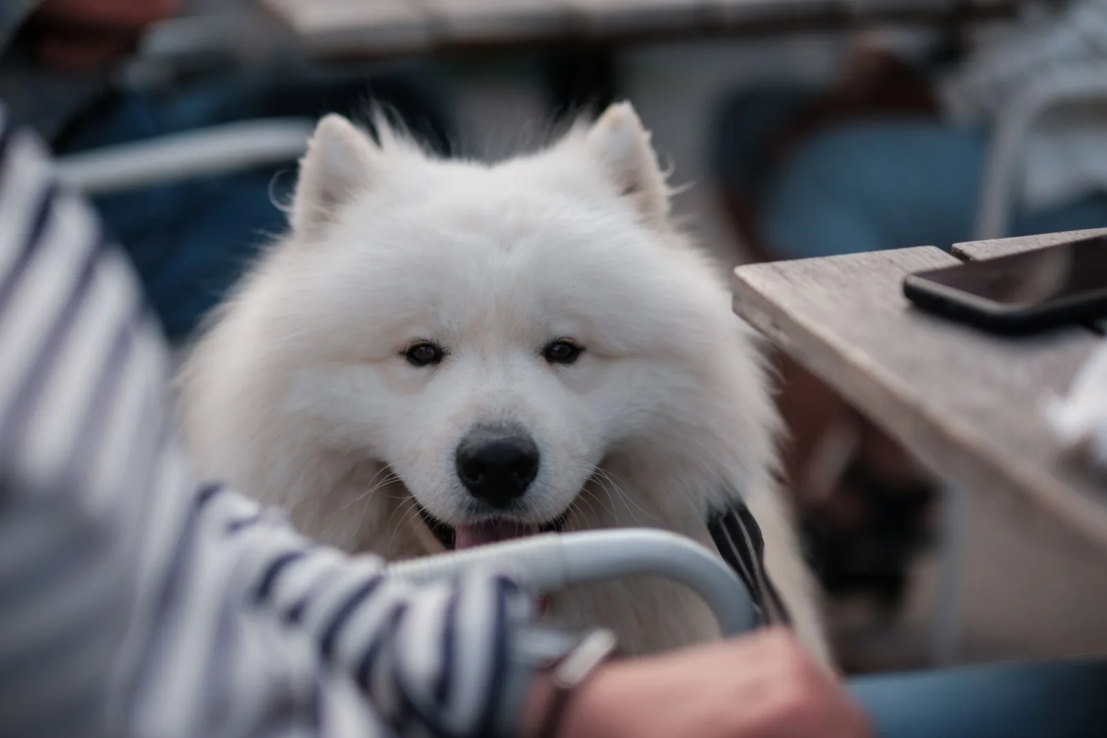Samoyed 5