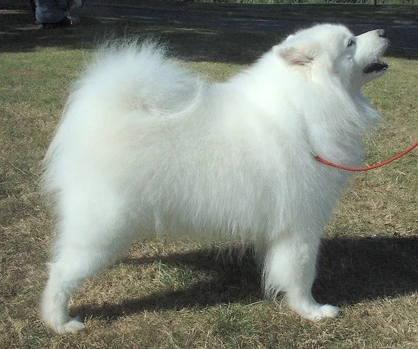 Samoyed 6