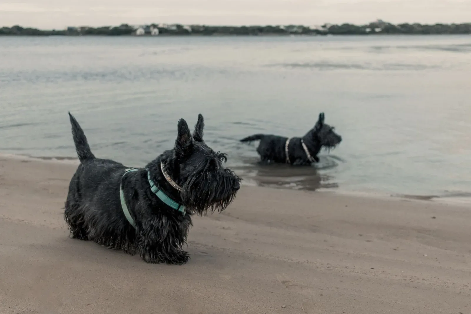 Scottish Terrier 1
