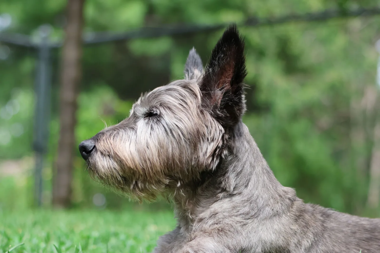 Scottish Terrier 2