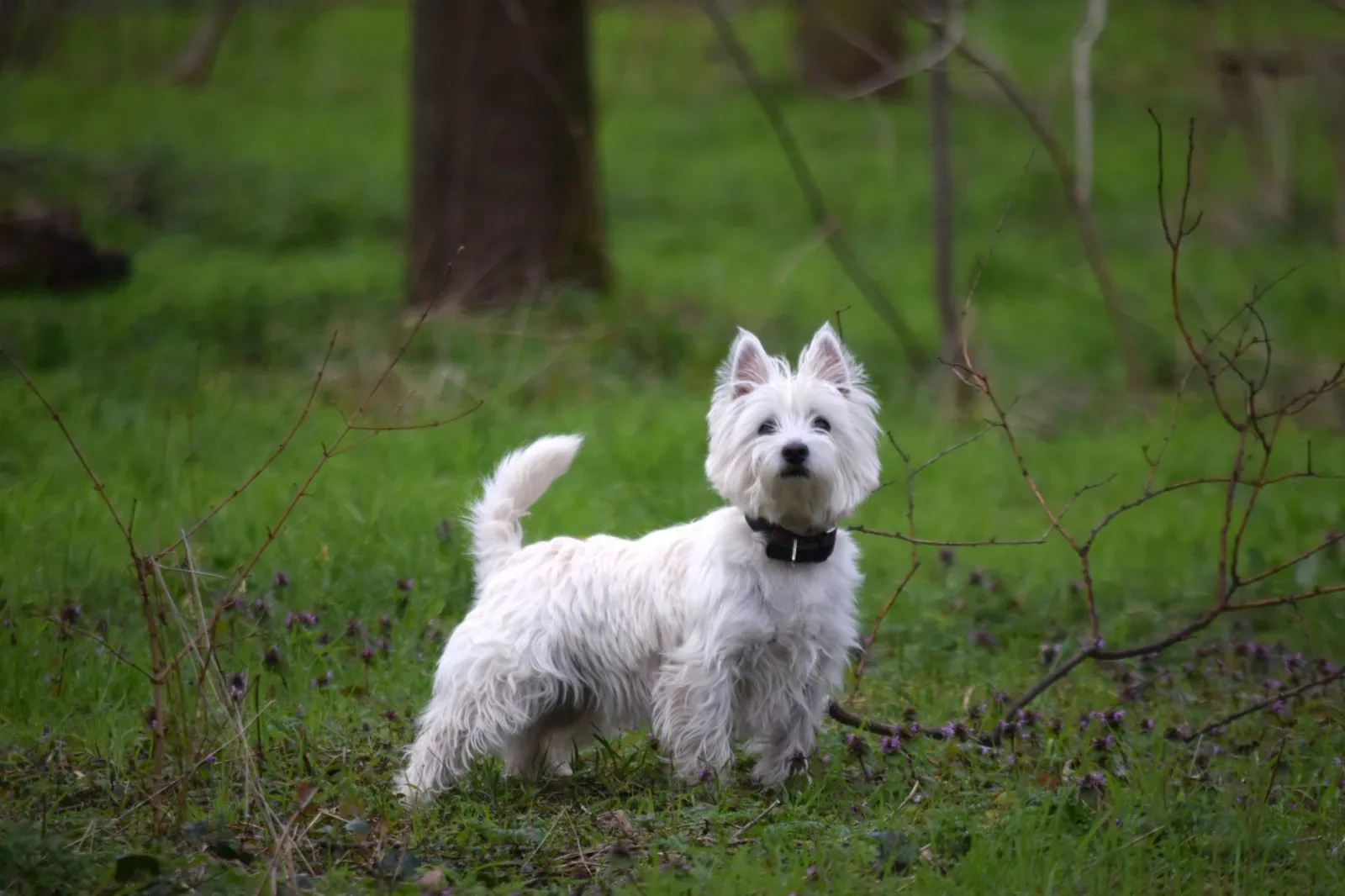 Scottish Terrier 3