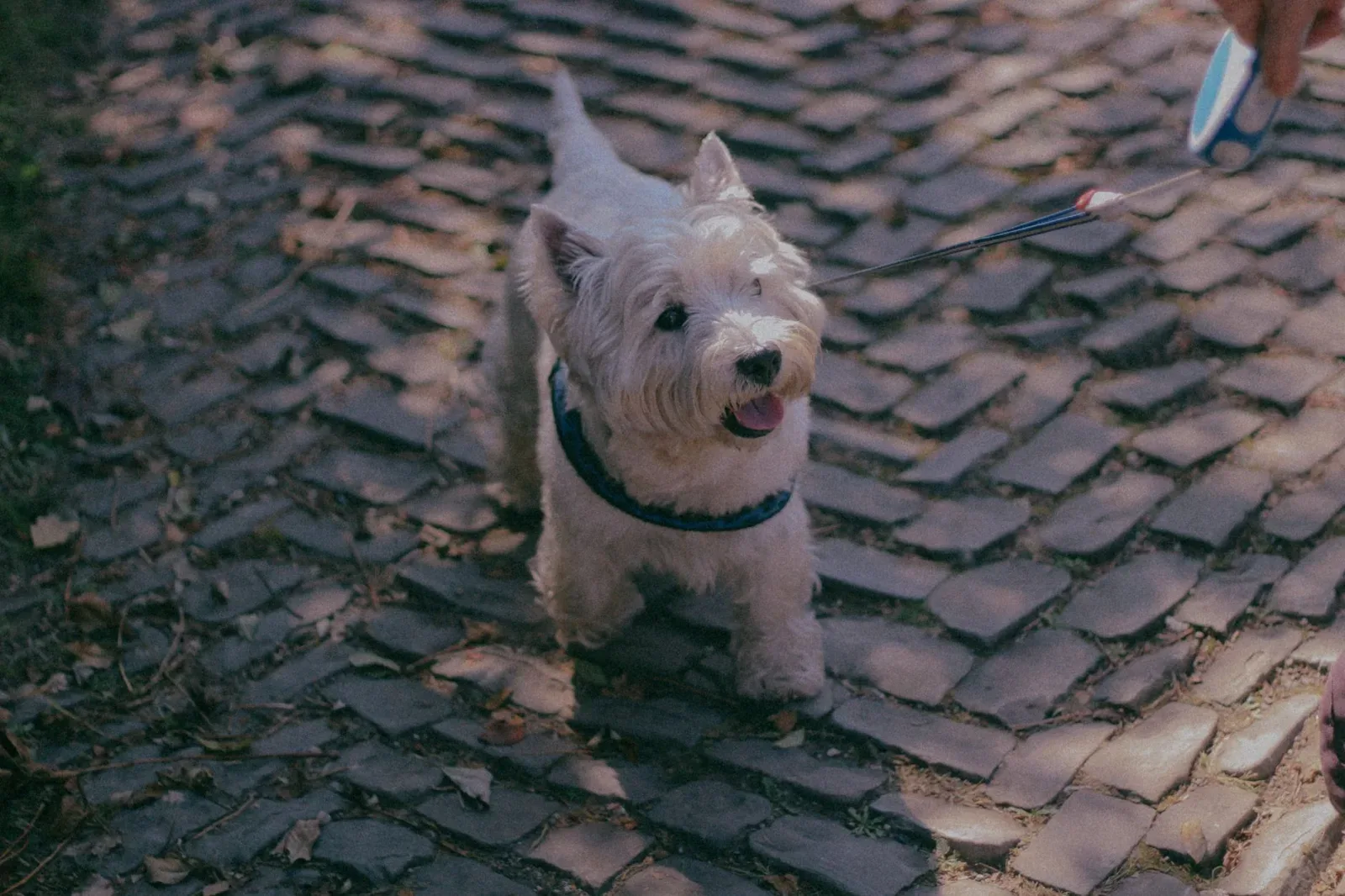 Scottish Terrier 5