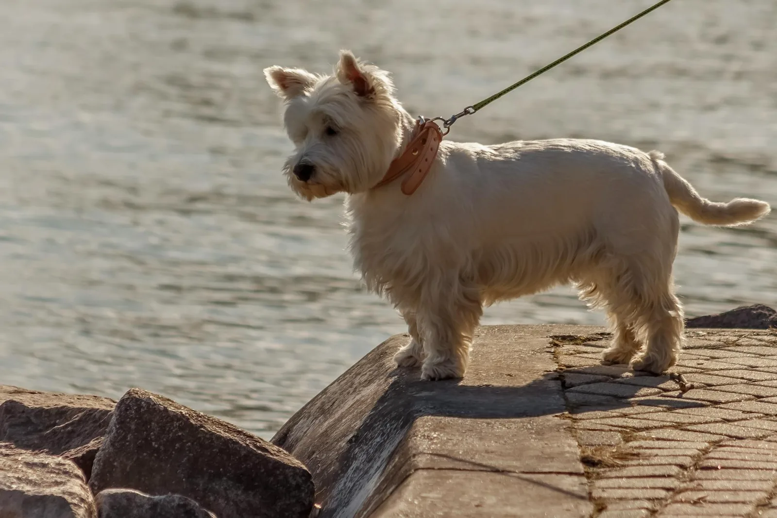 Scottish Terrier 6