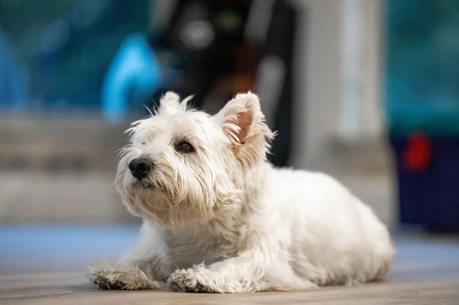 Scottish Terrier 7