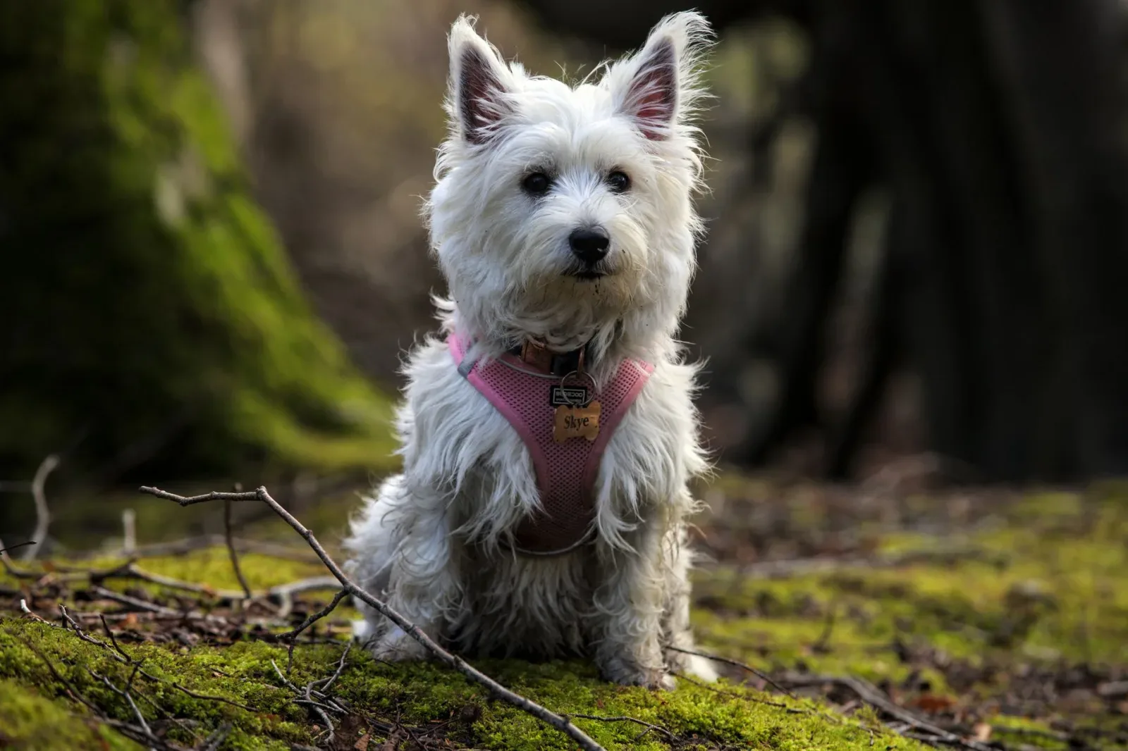 Scottish Terrier 8