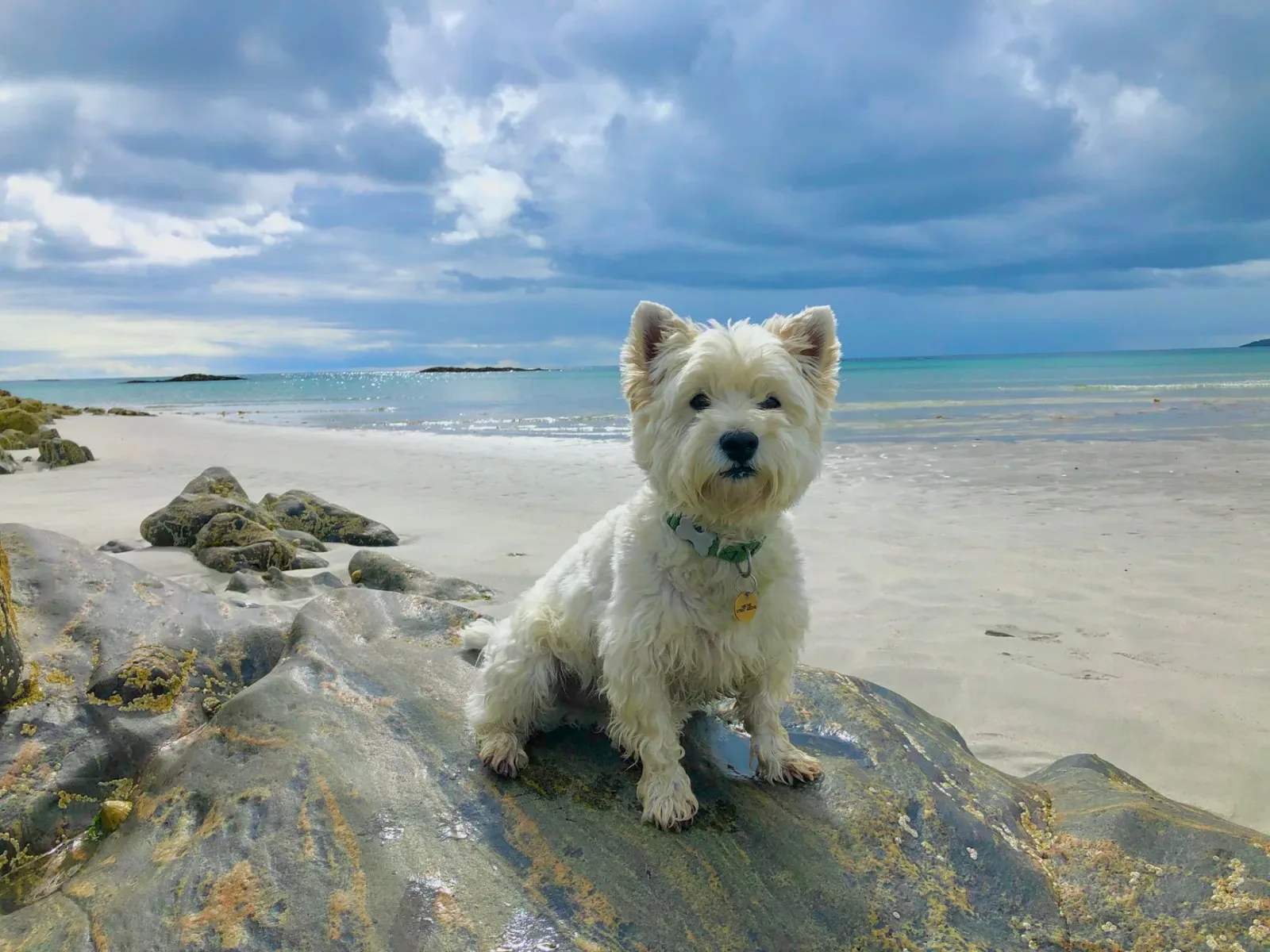 Scottish Terrier 9