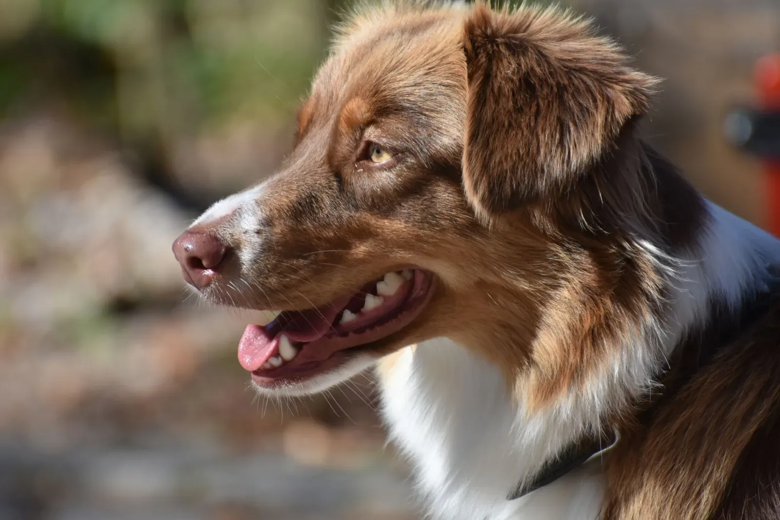 Australian Shepherd 10