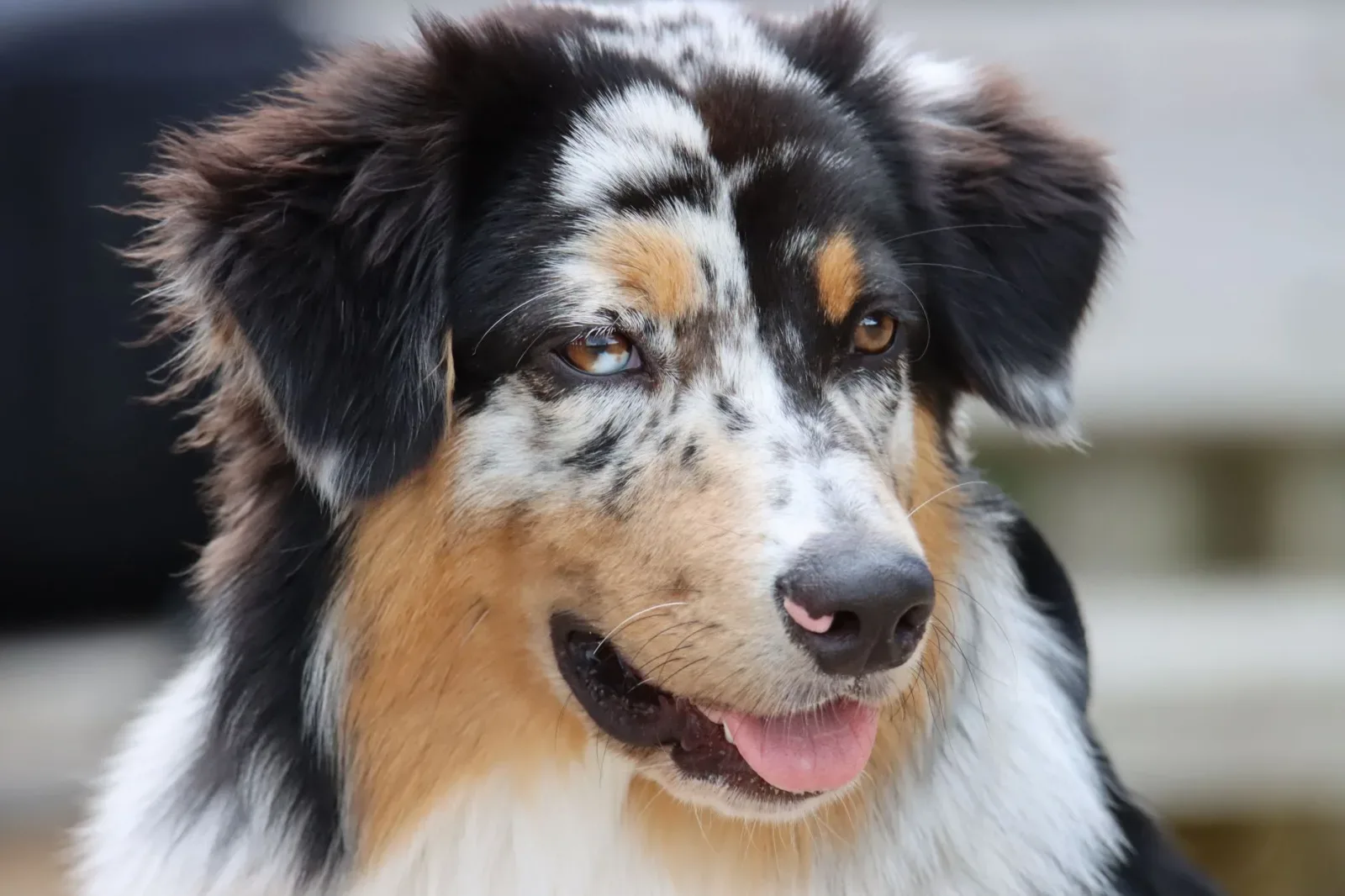 Australian Shepherd 2