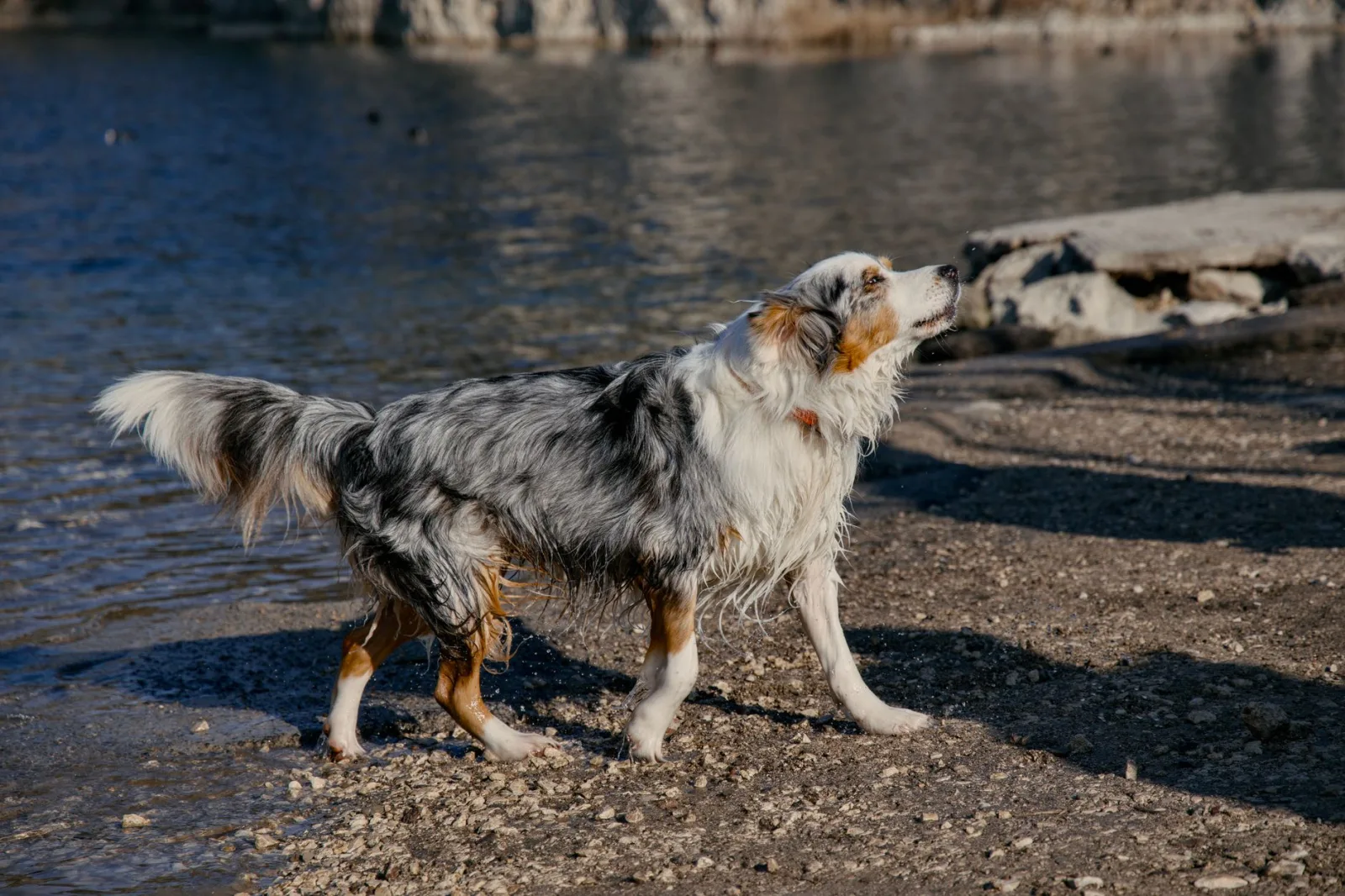 Australian Shepherd 3
