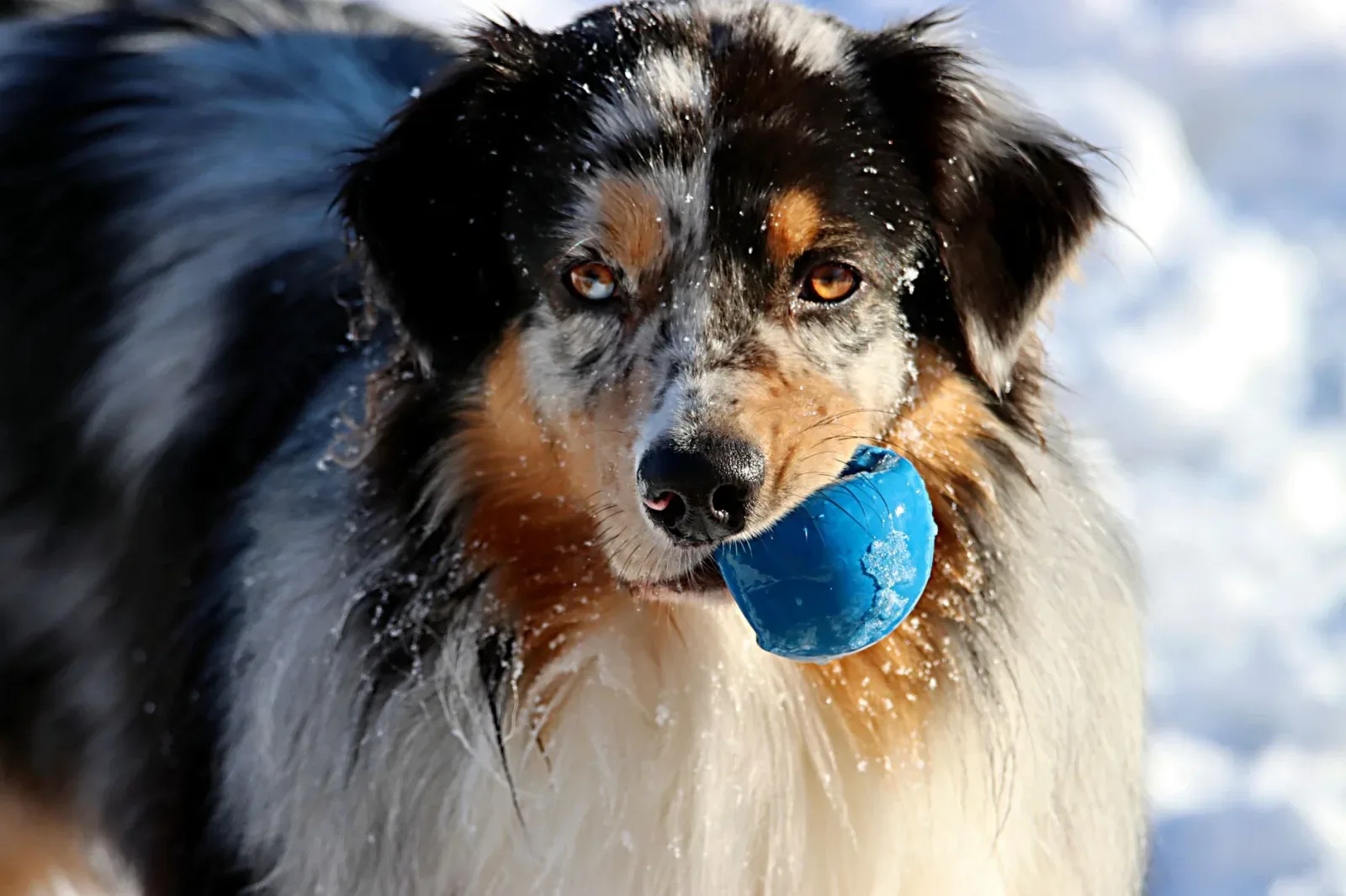 Australian Shepherd 4