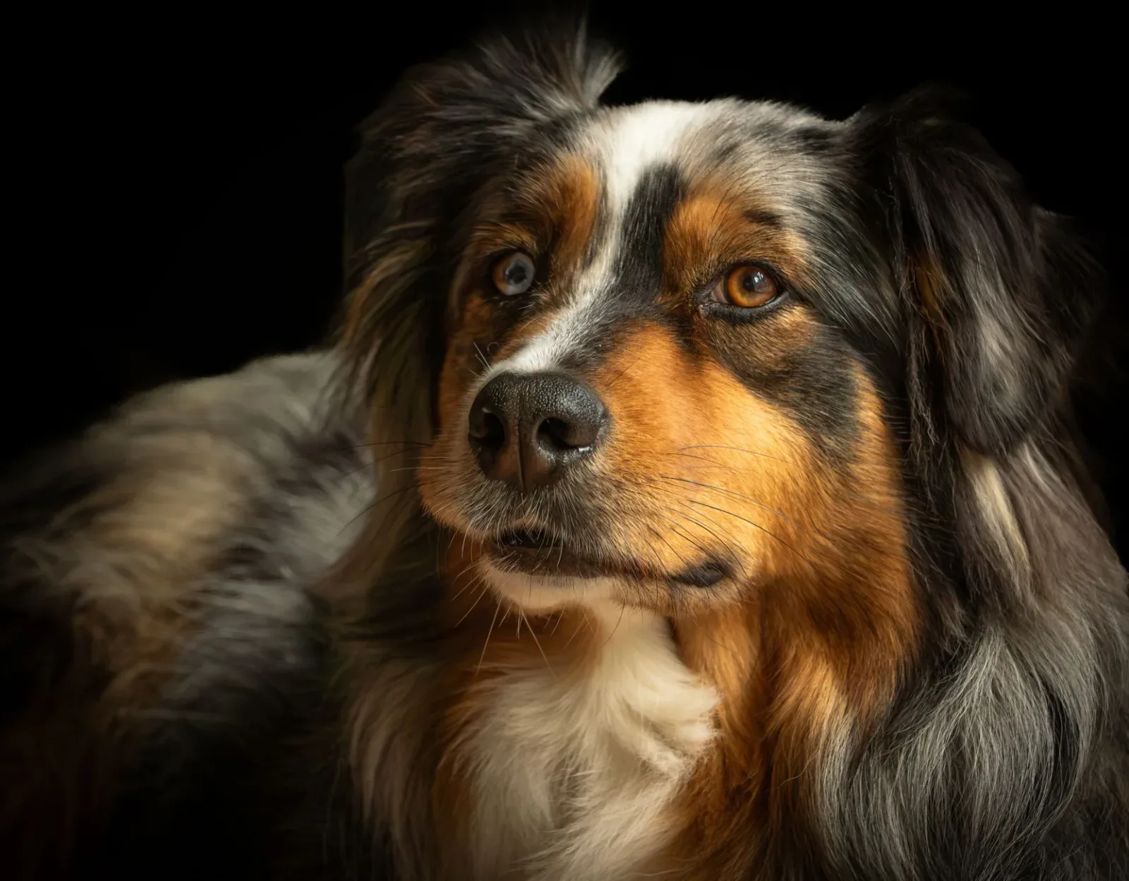 Australian Shepherd 5