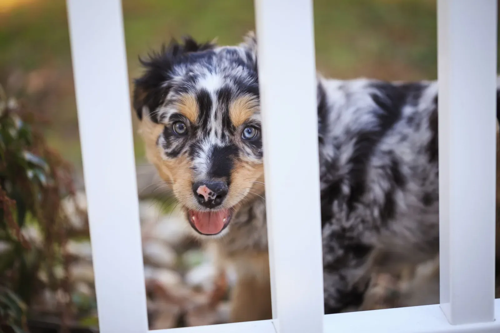 Australian Shepherd 6