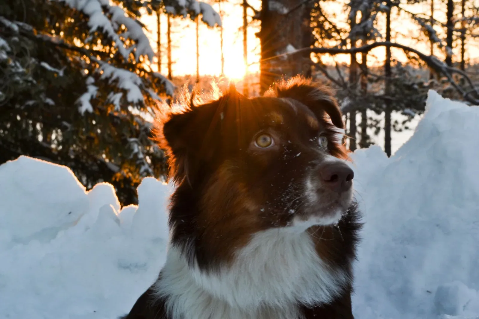 Australian Shepherd 7