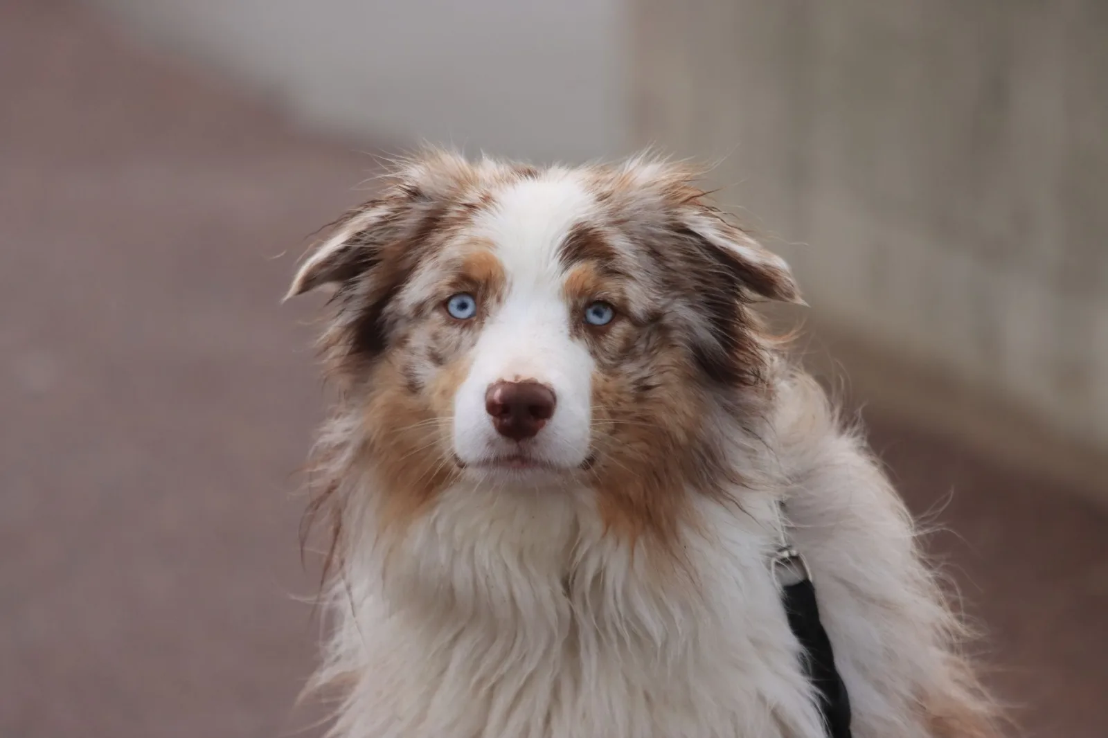 Australian Shepherd 8