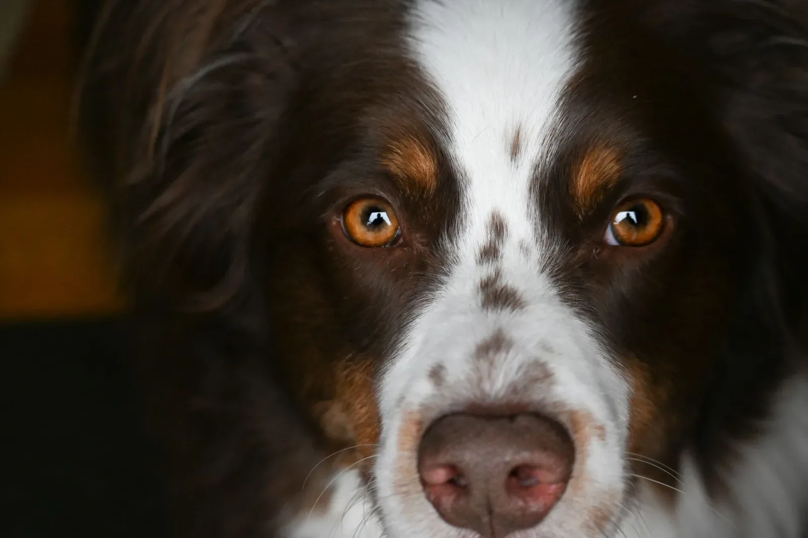 Australian Shepherd 9