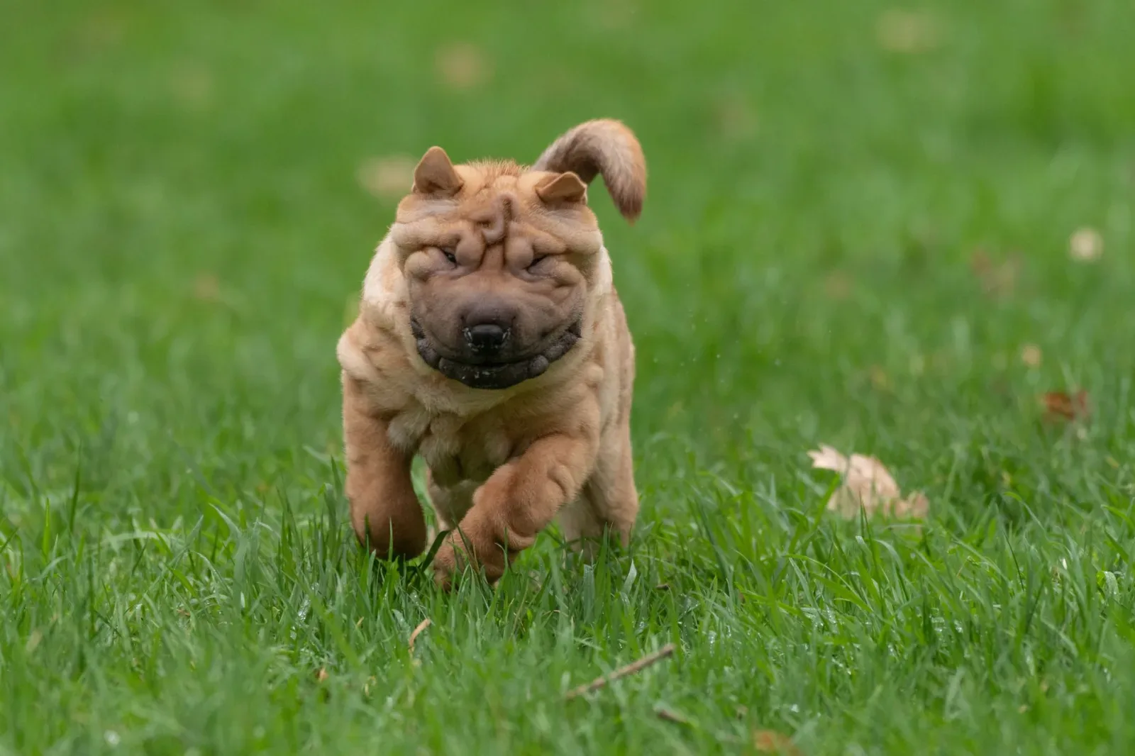 Shar Pei 1