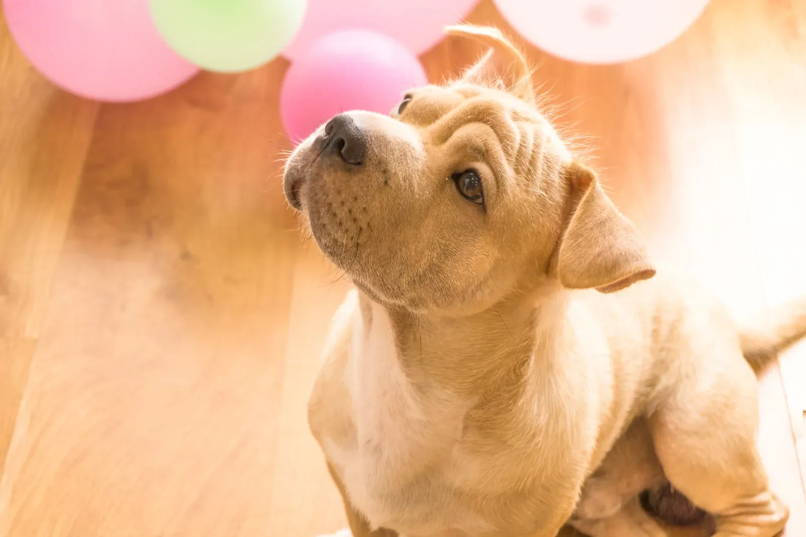 Shar Pei 10