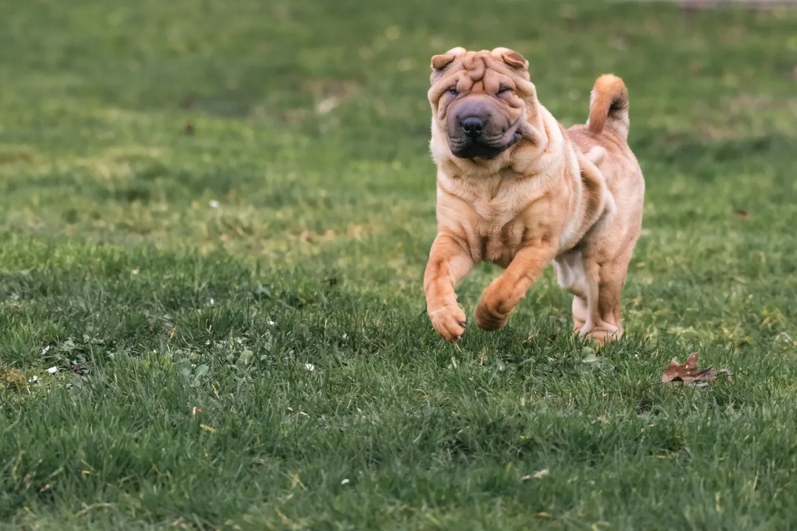 Shar Pei 2