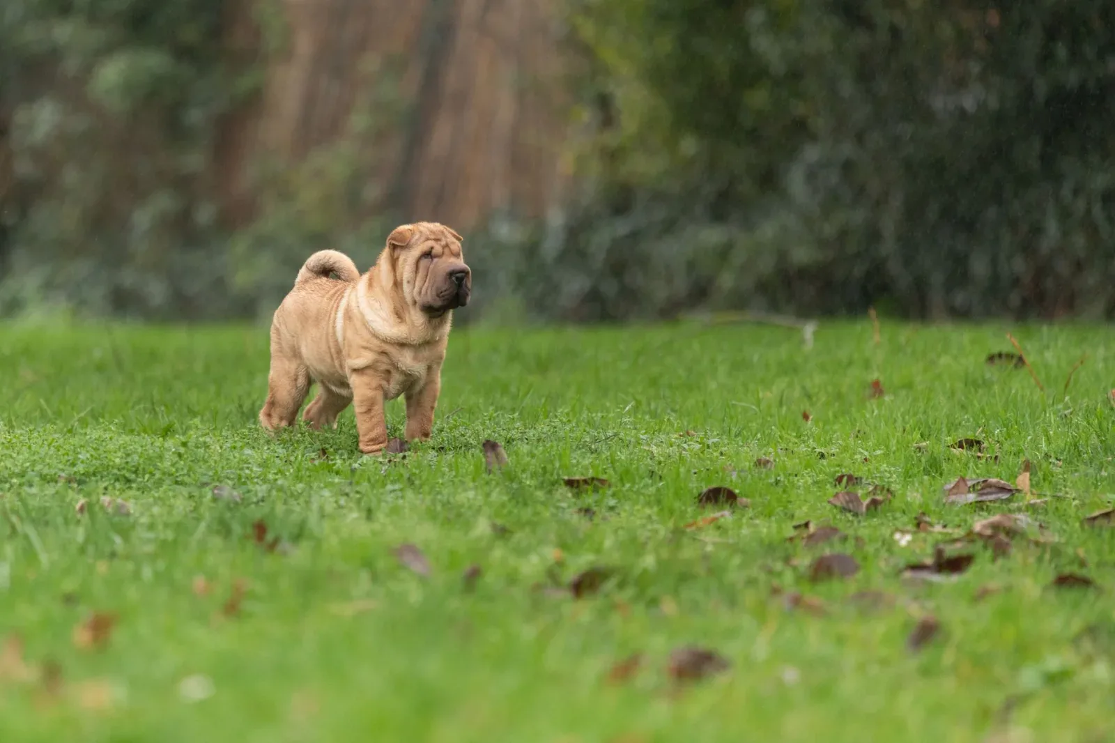 Shar Pei 3