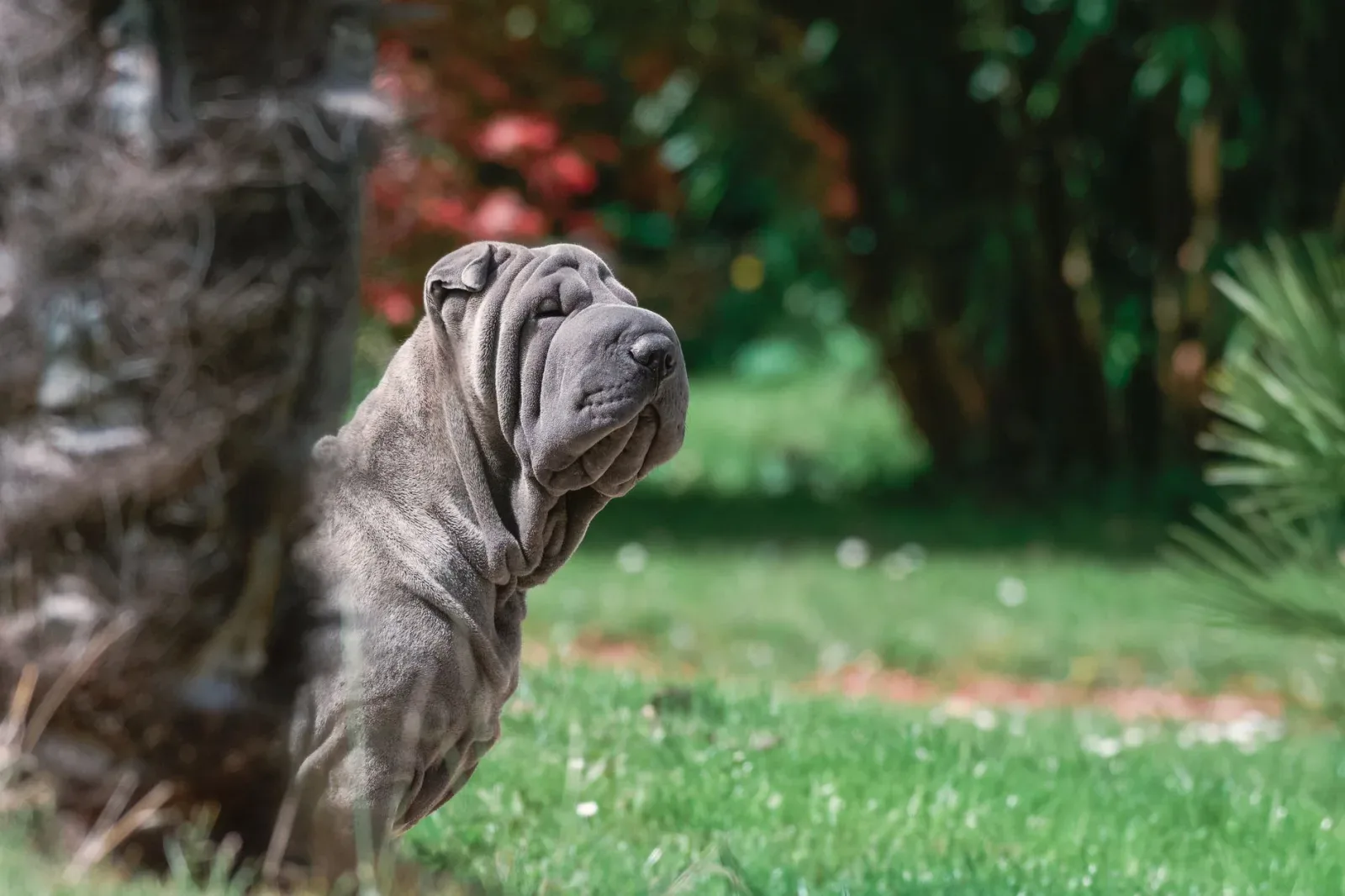 Shar Pei 4