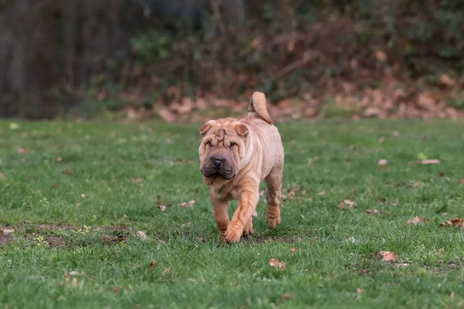 Shar Pei 5