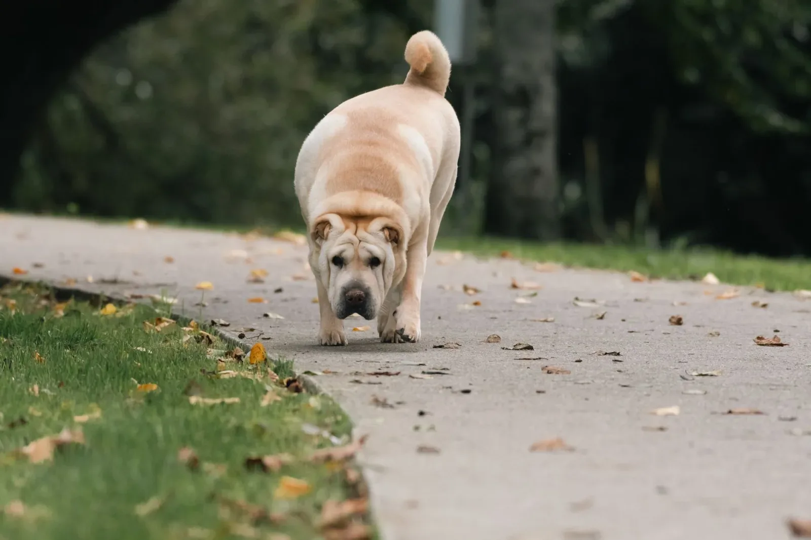 Shar Pei 6
