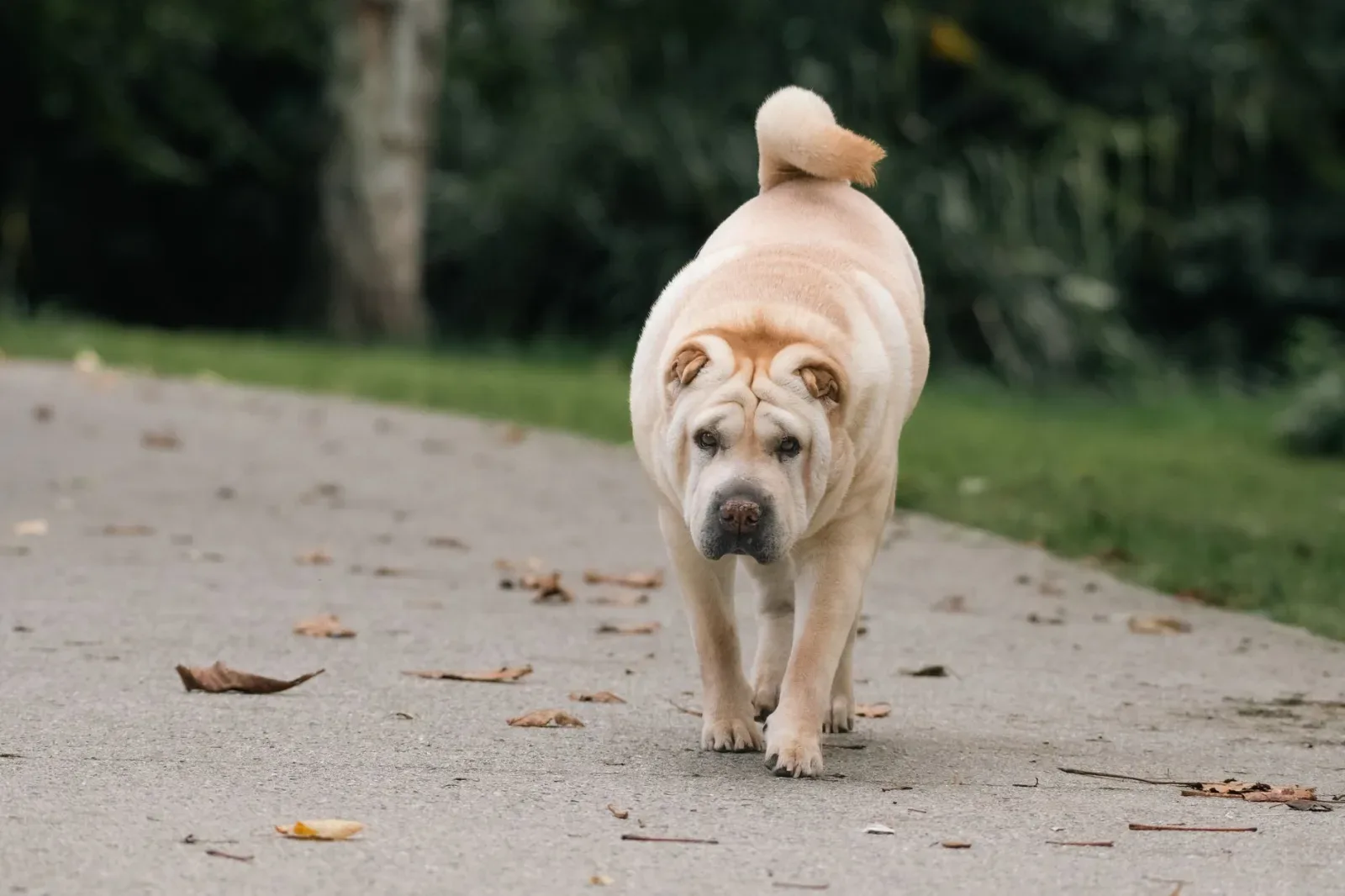 Shar Pei 7