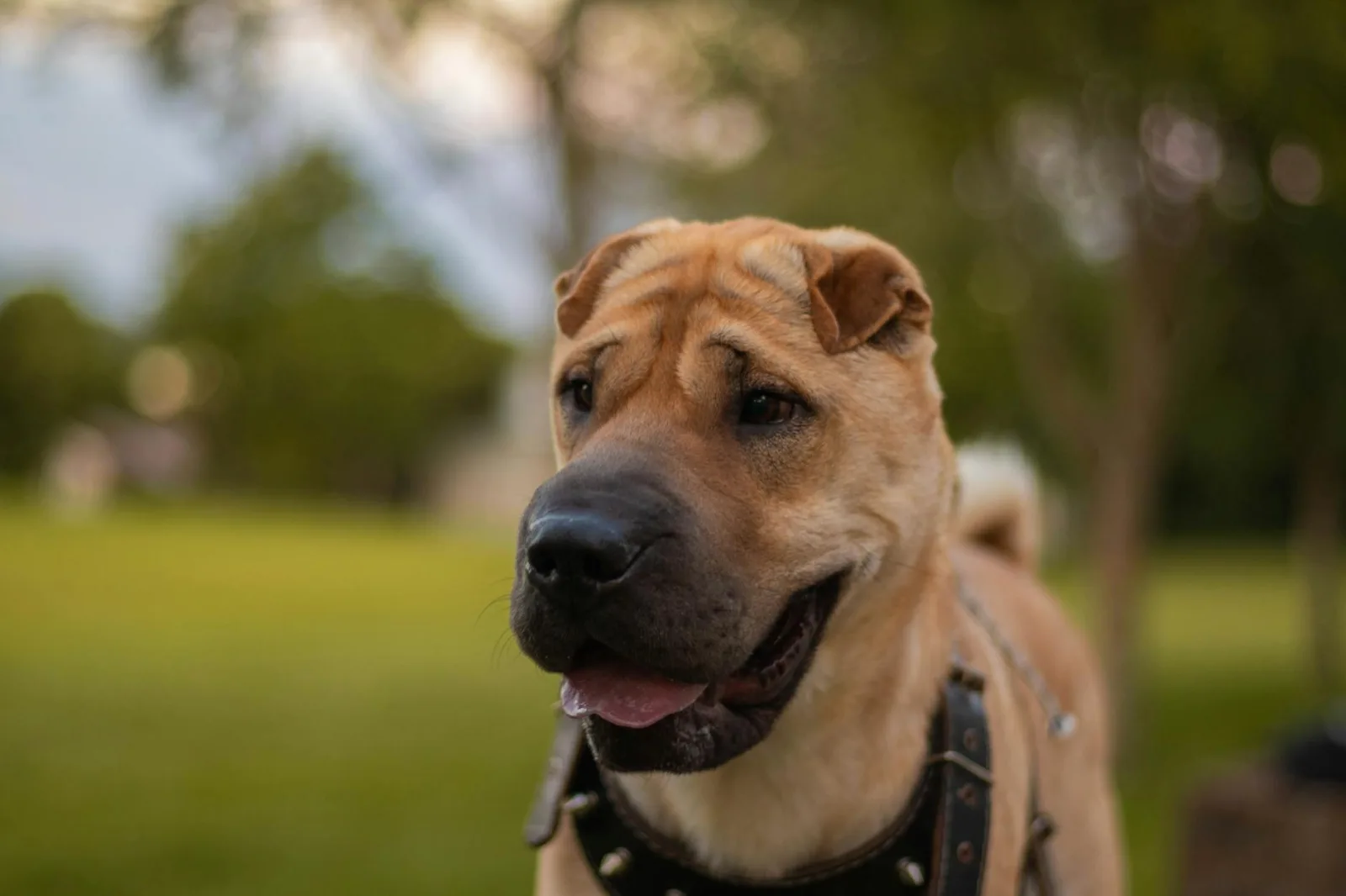 Shar Pei 8