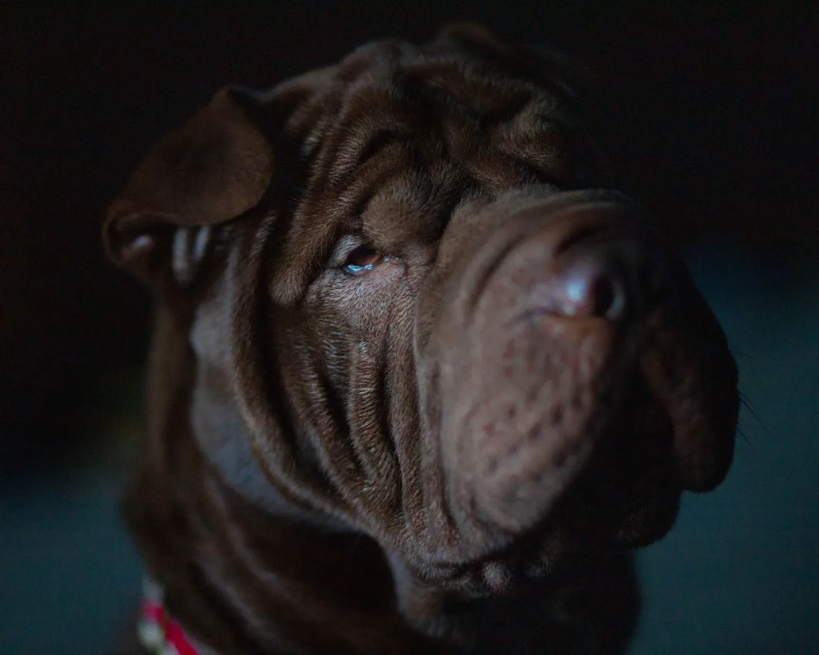 Shar Pei 9