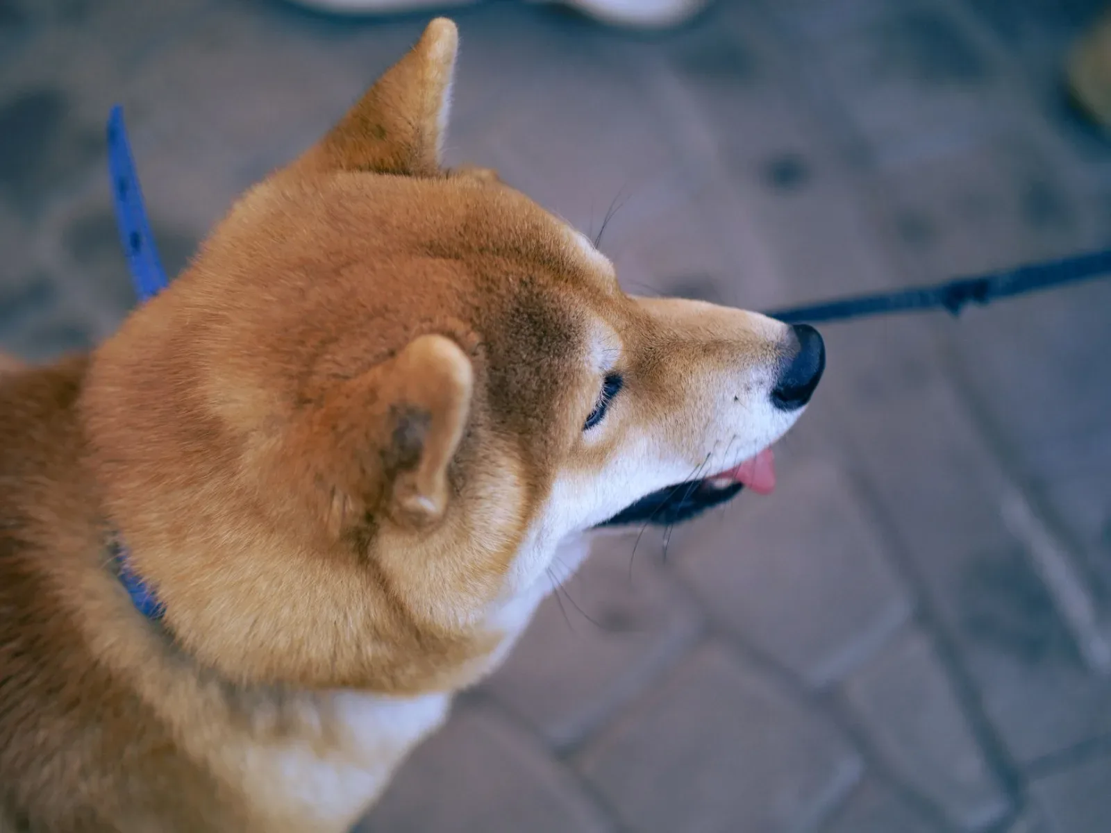 Shiba Inu 1